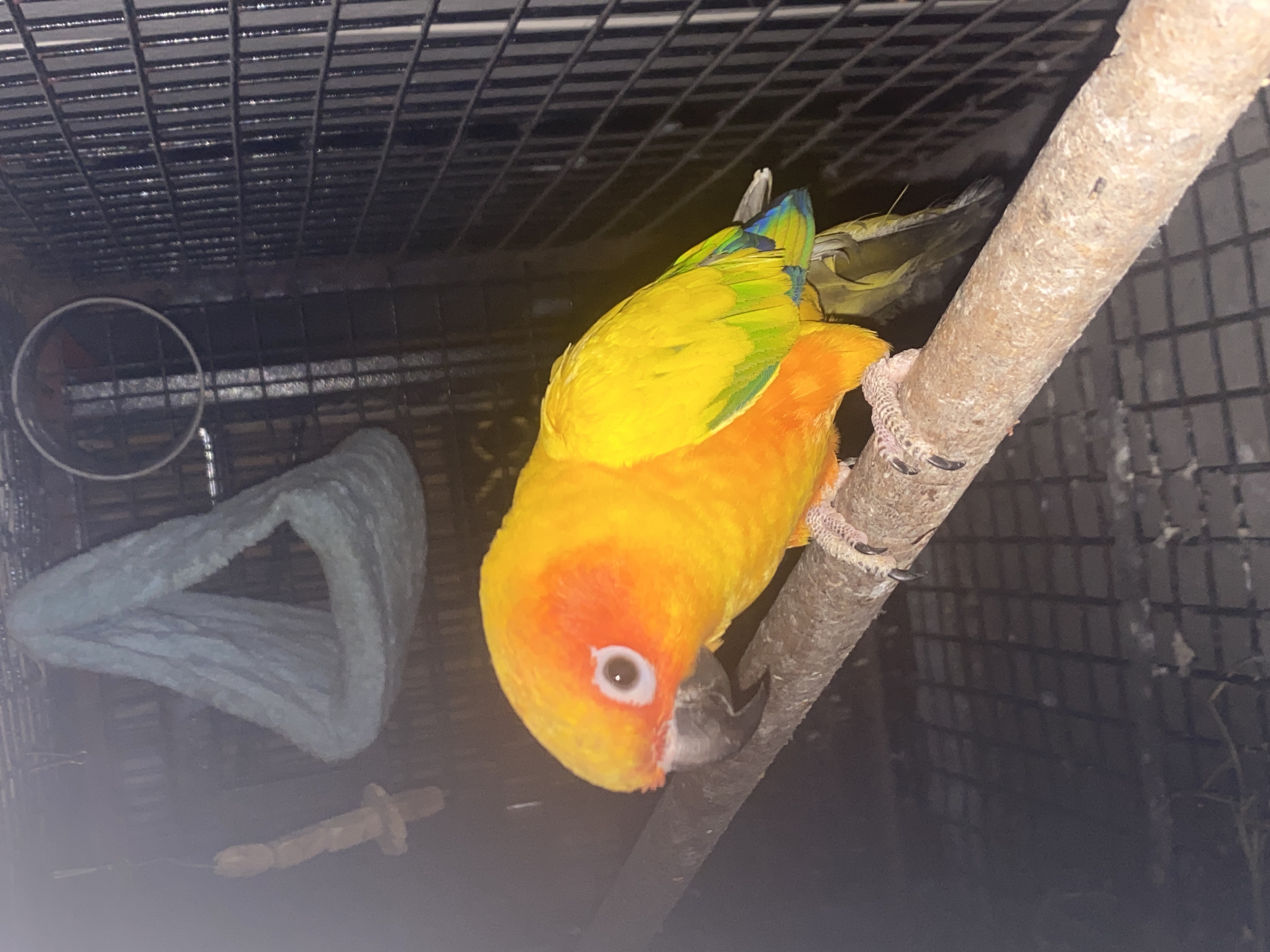 Birds