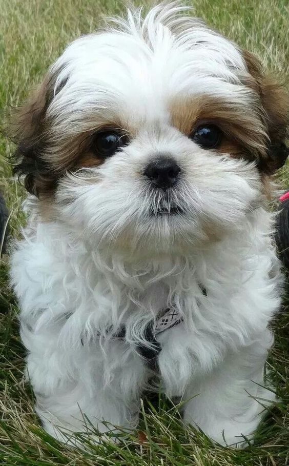 Pet