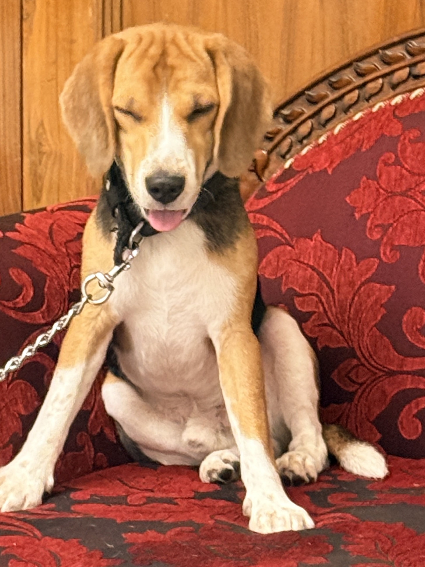 Pet
