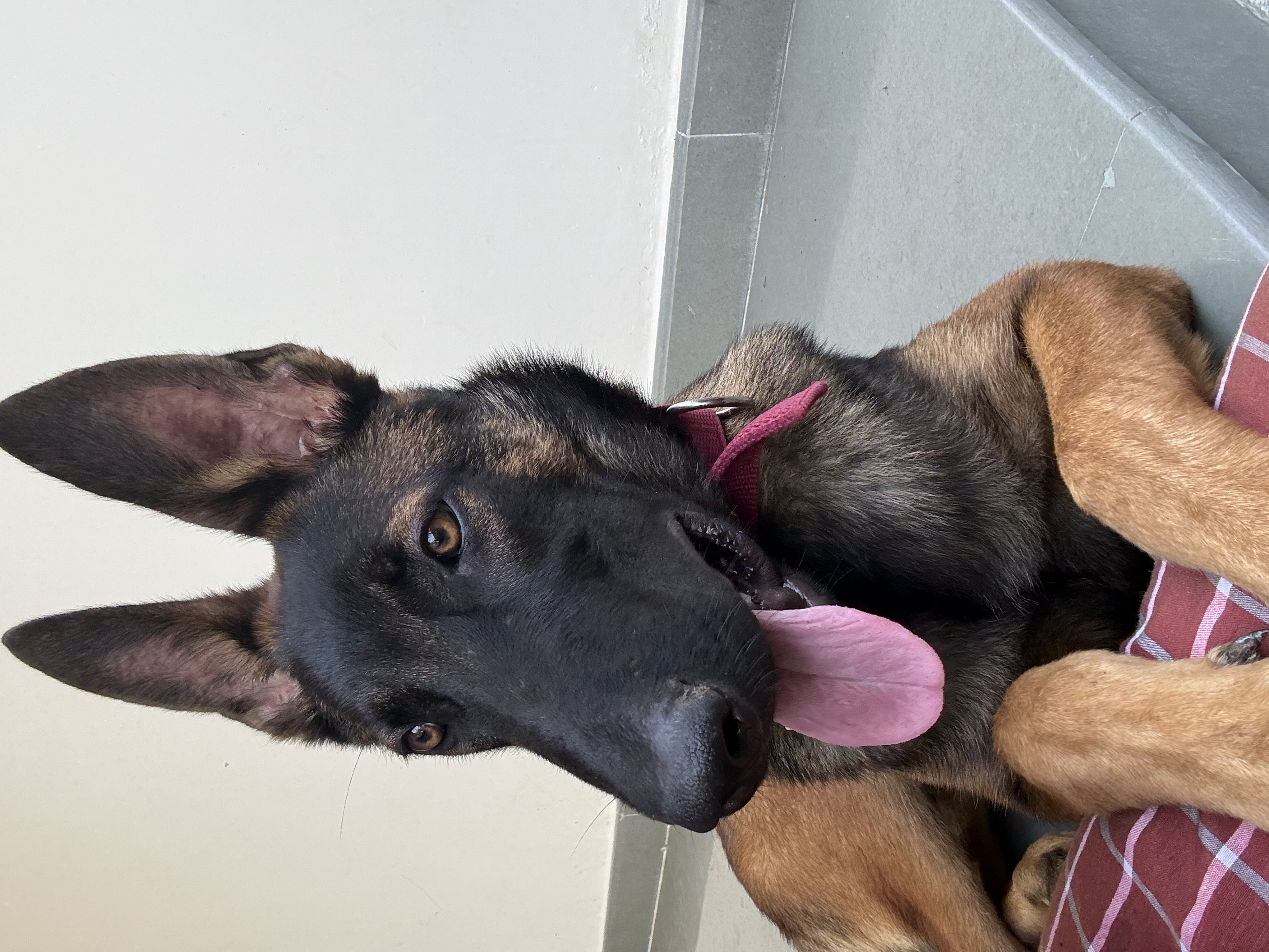 Pet