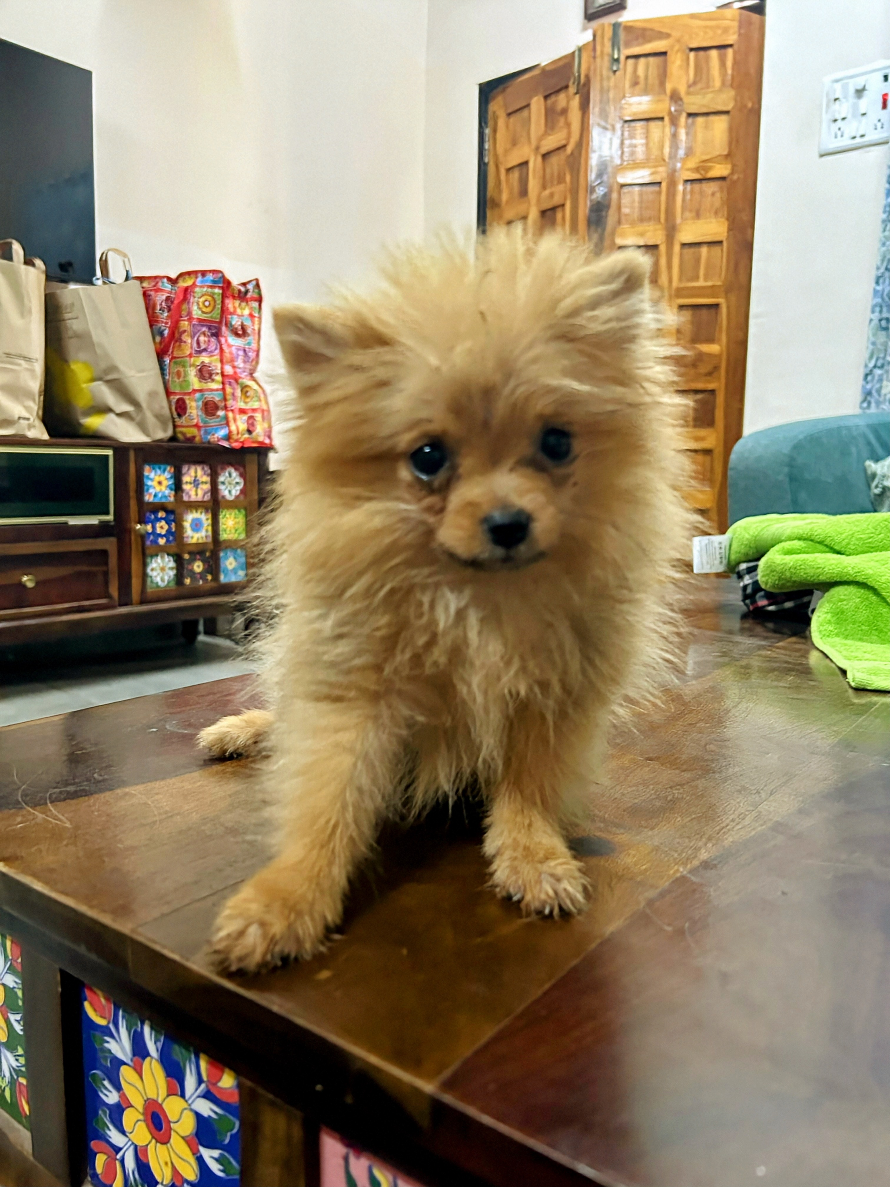 Pet