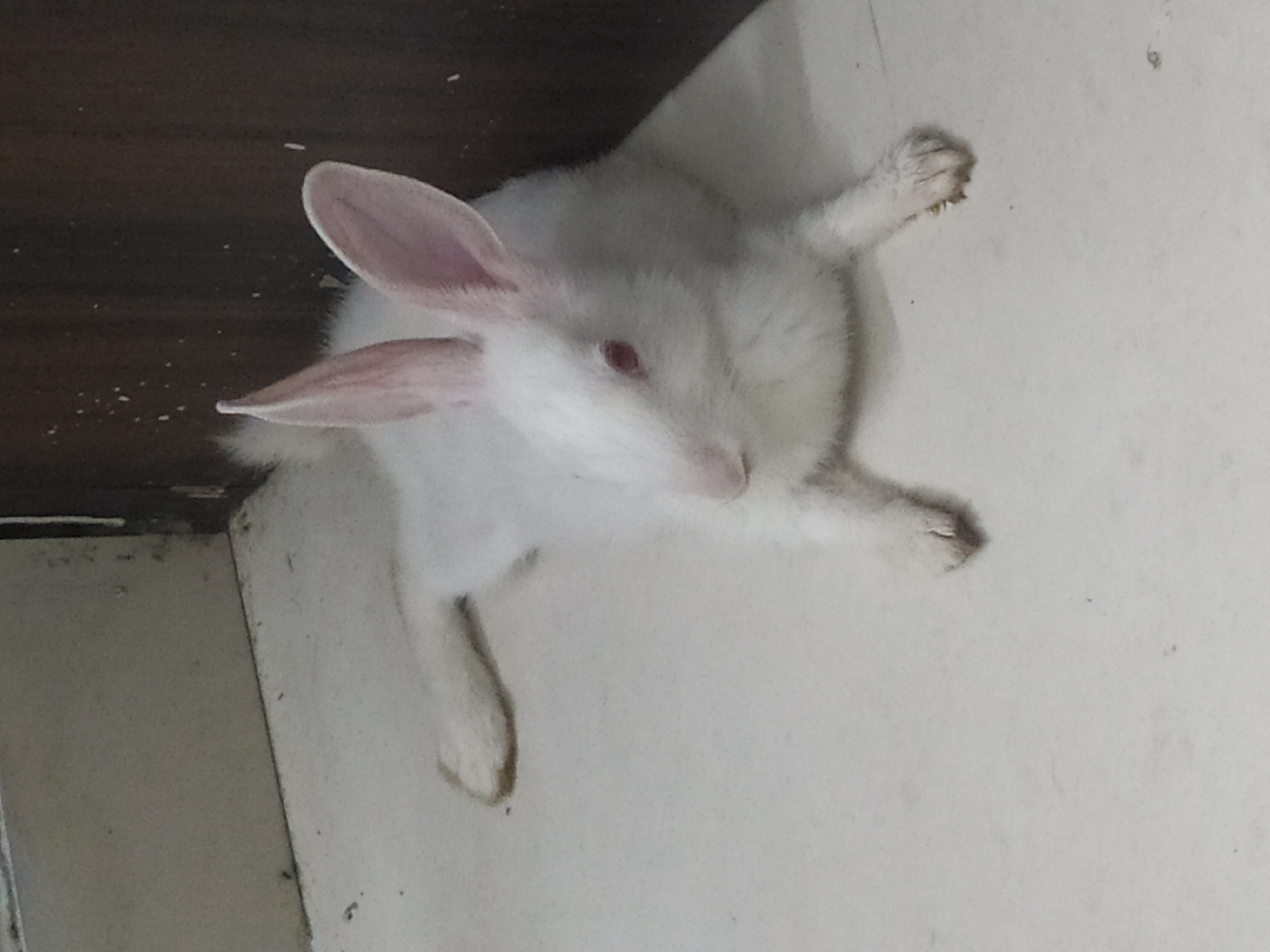 Pet