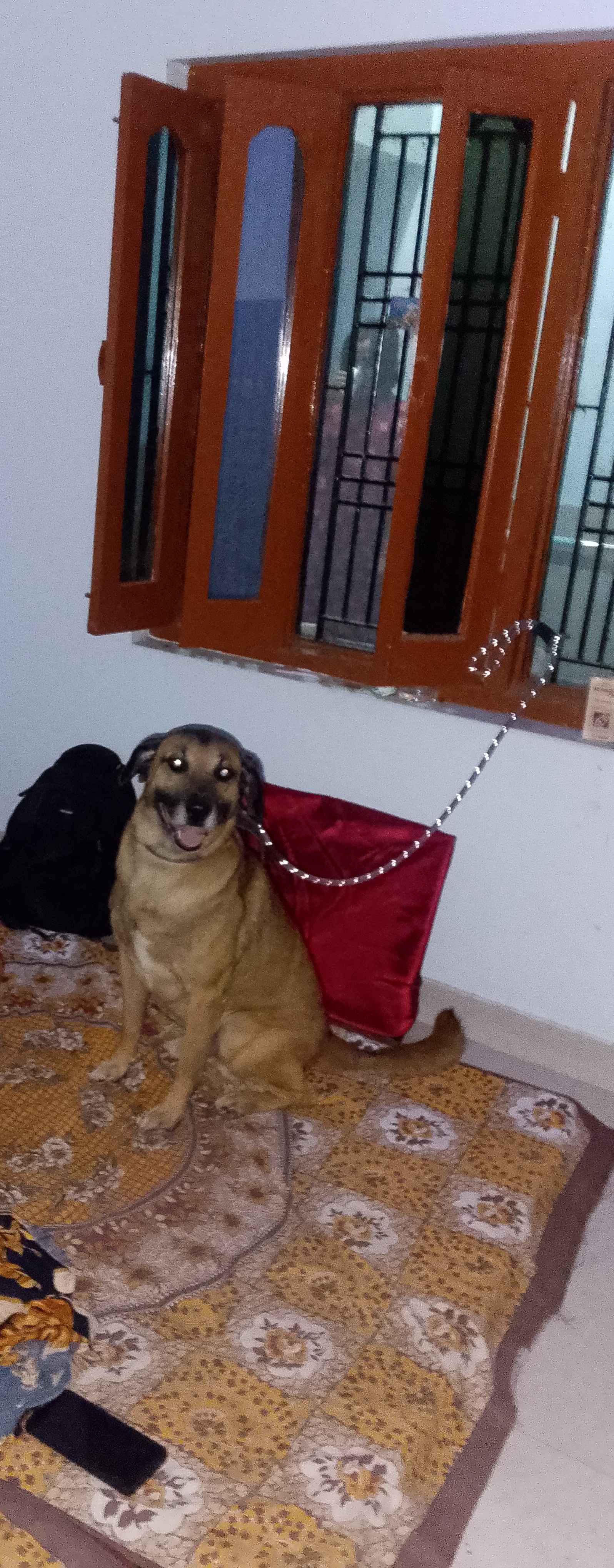 Pet