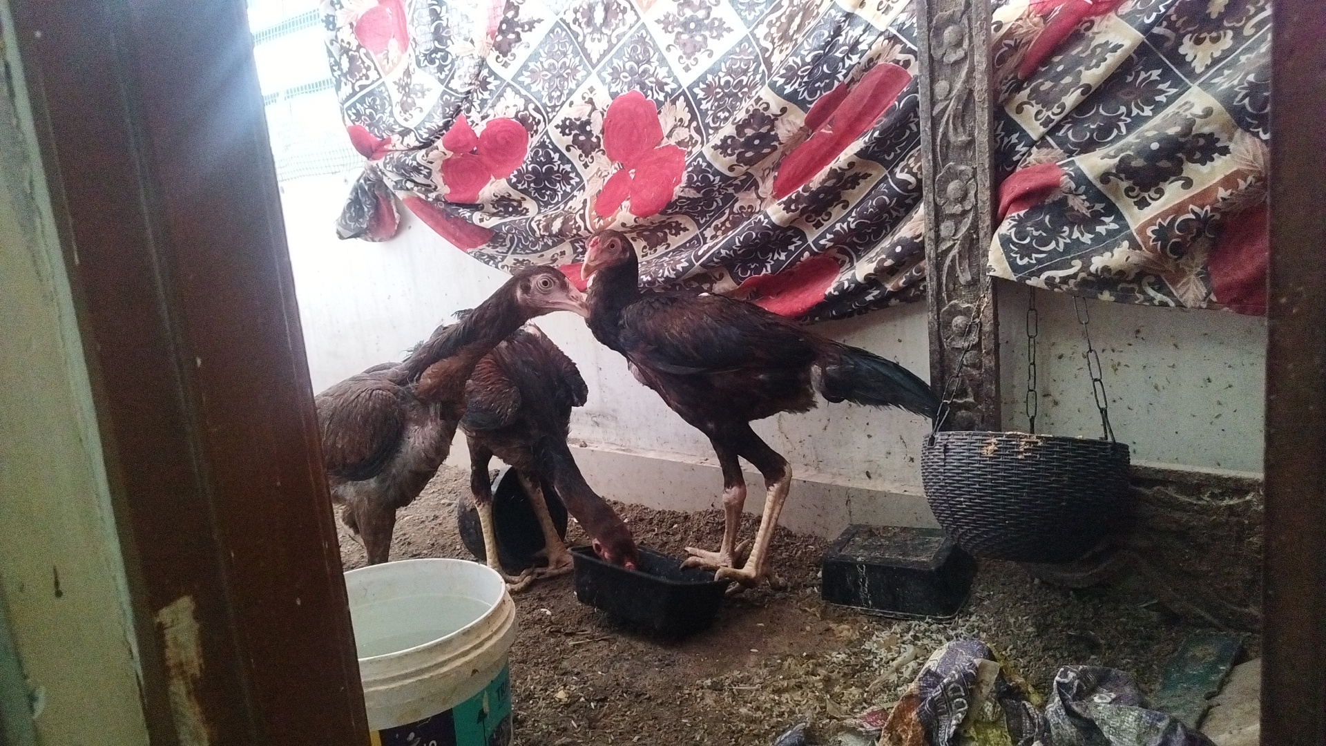 Pet