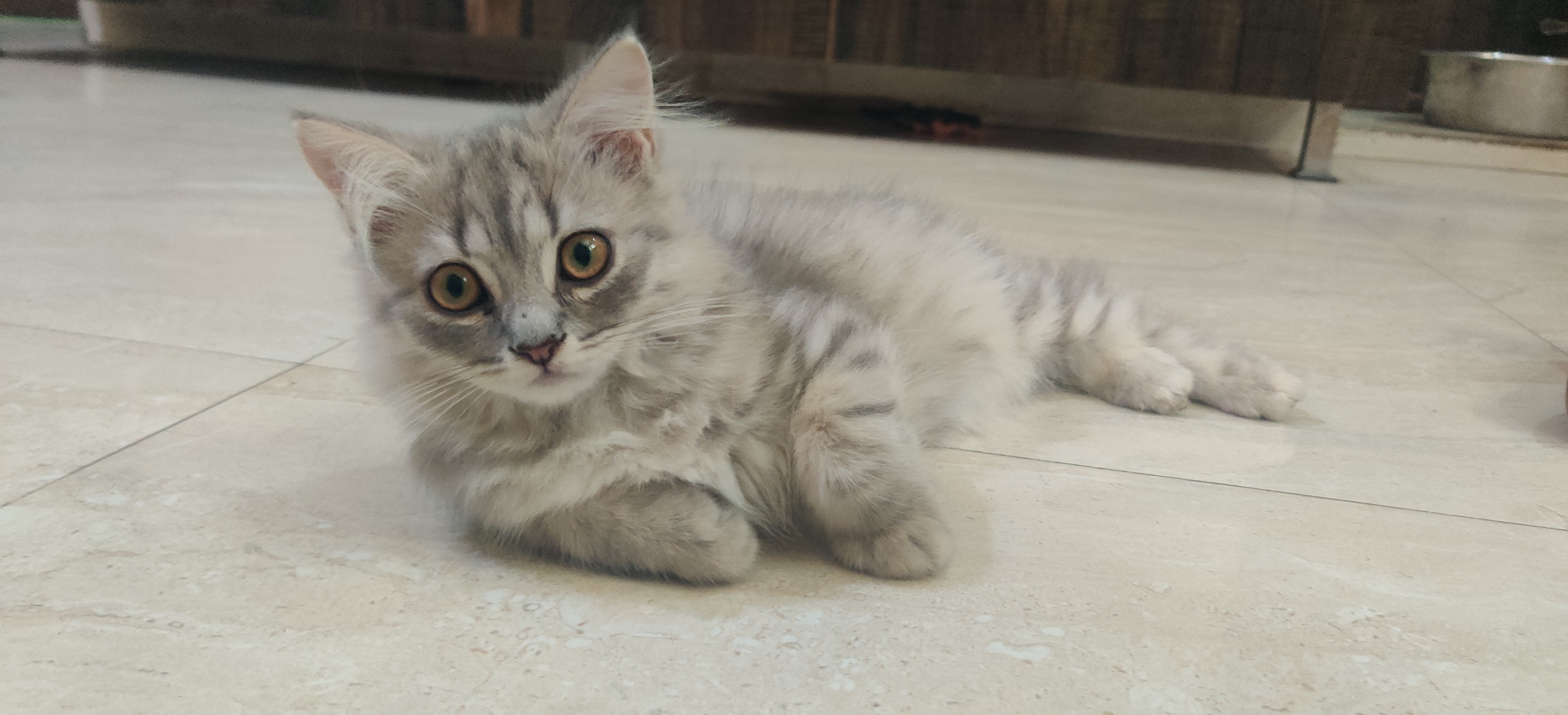 Pet