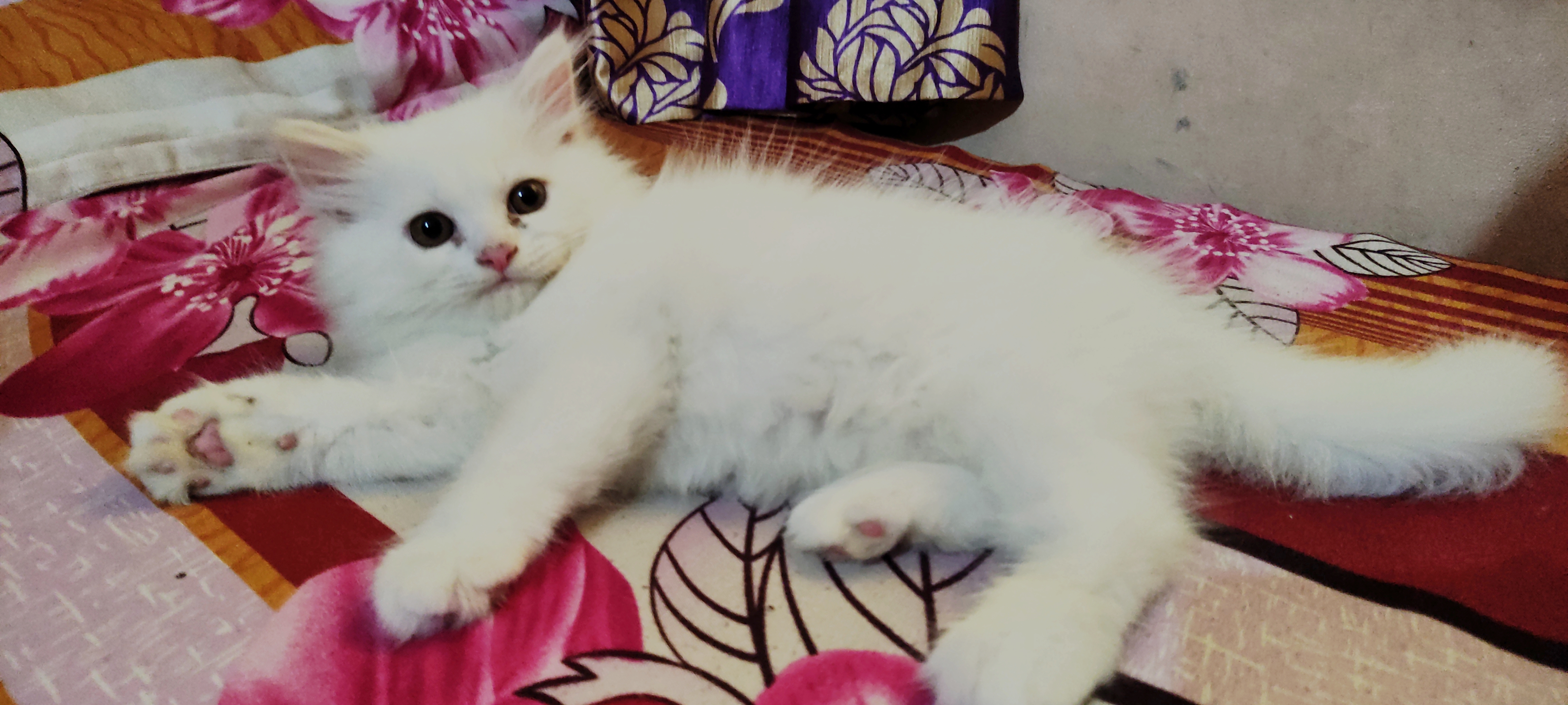 Pet