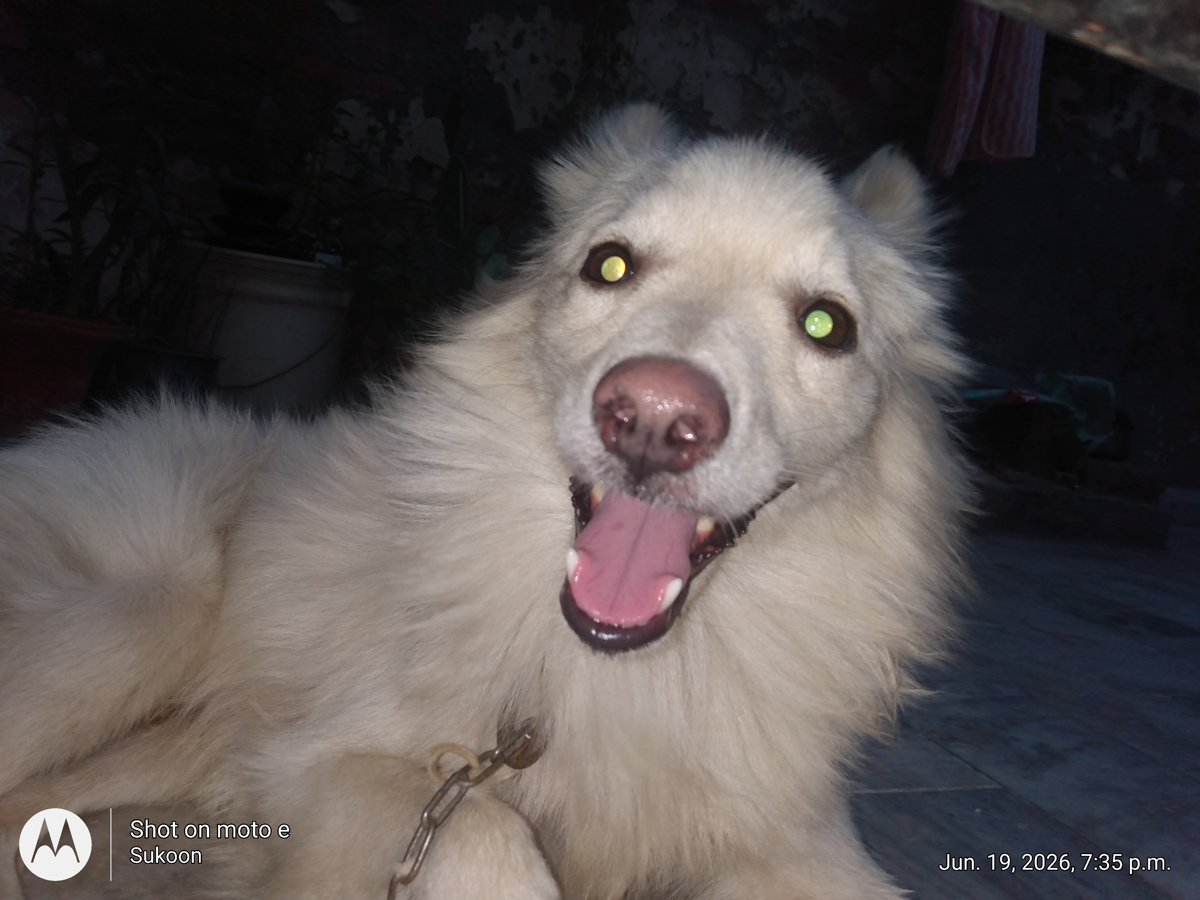 Dogs