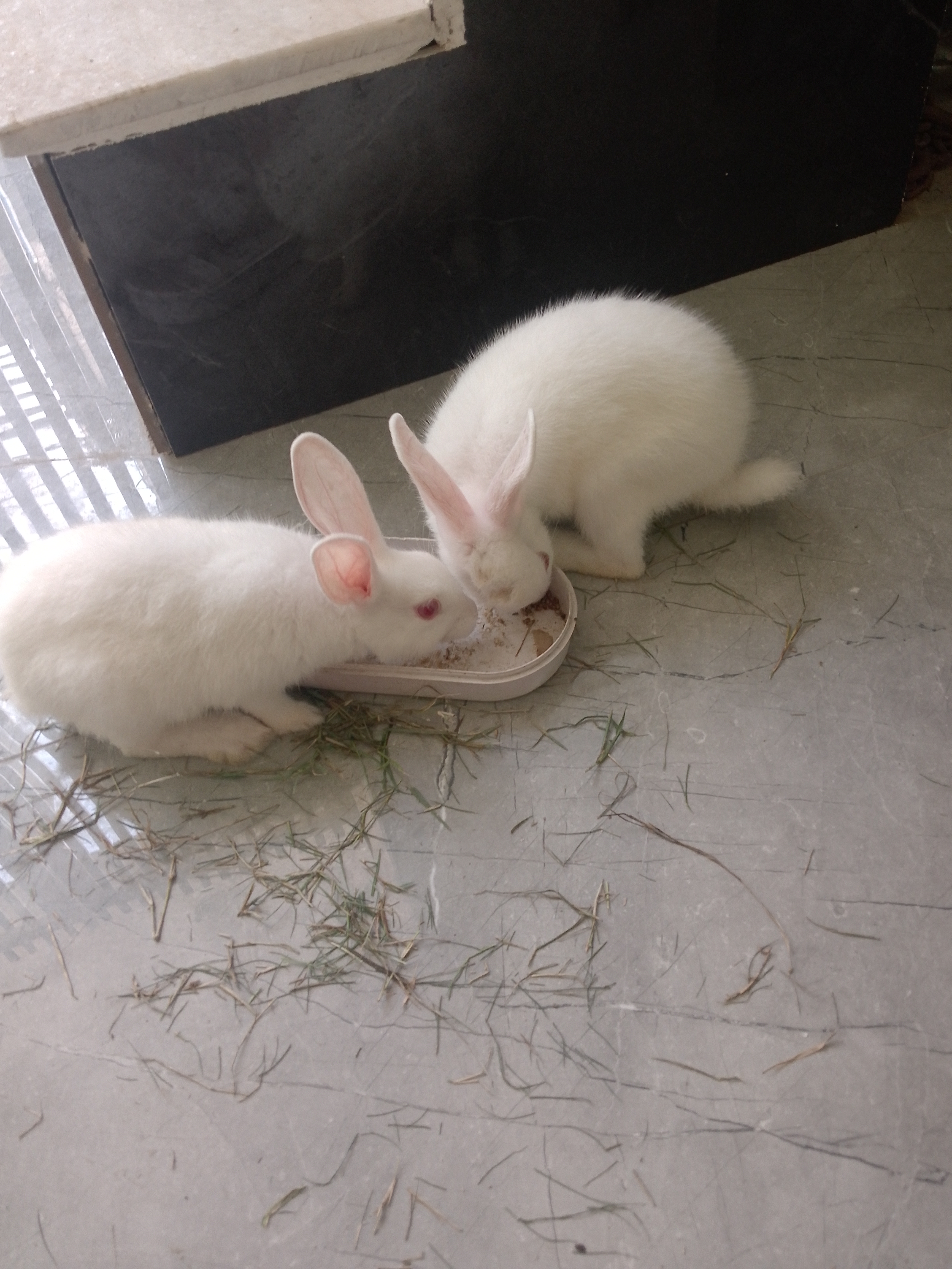 Pet
