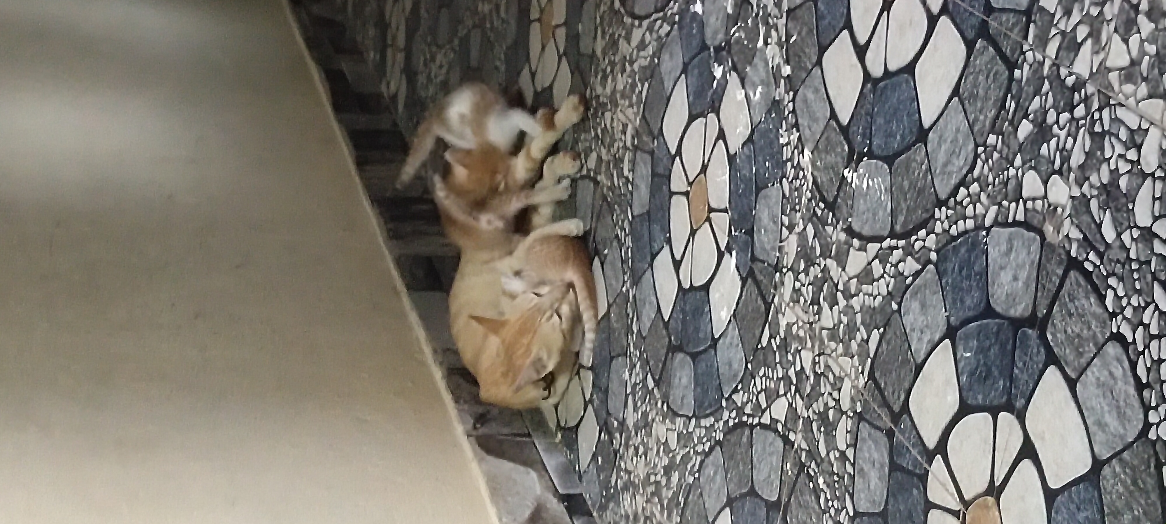Cats