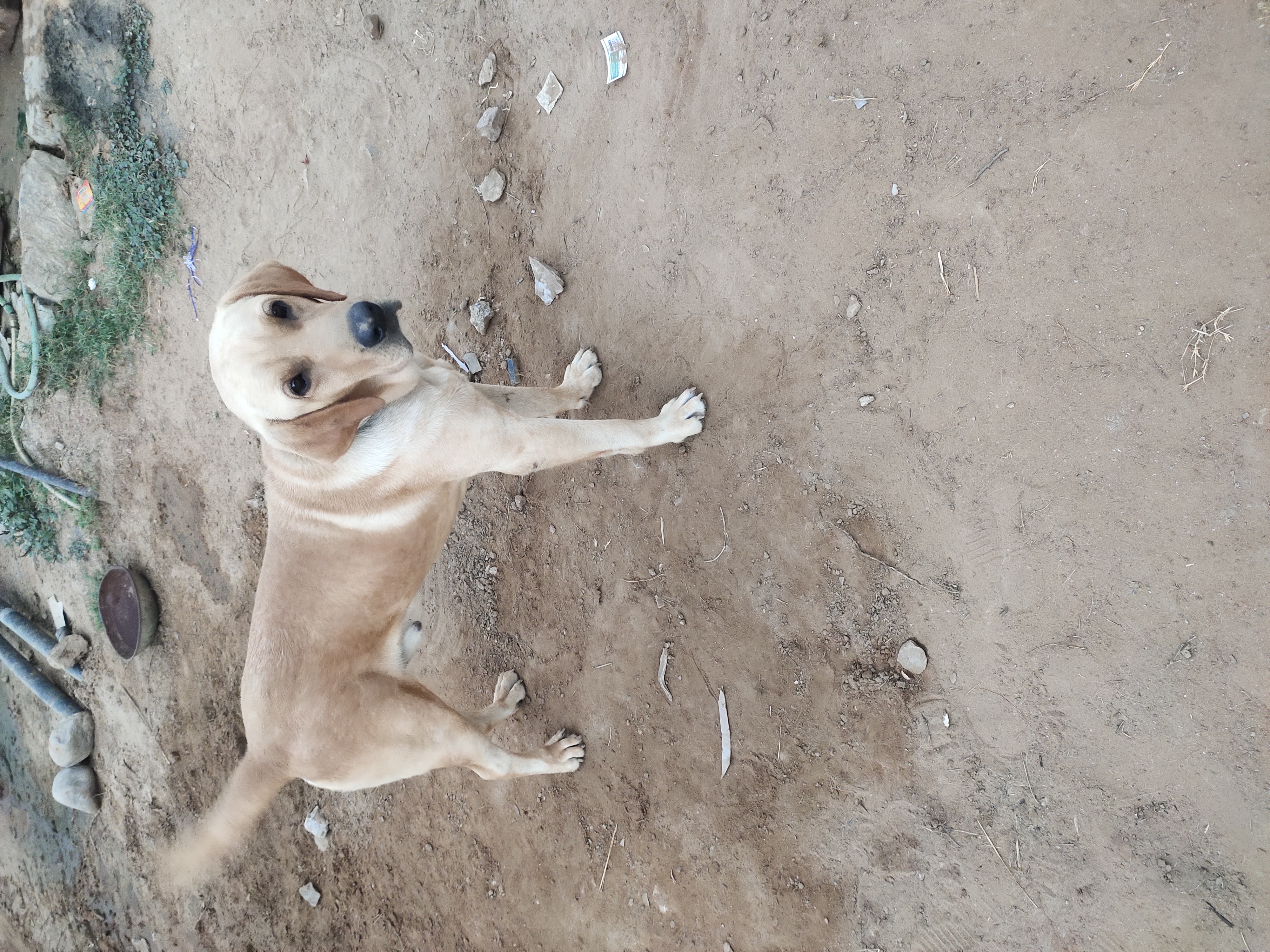 Dogs