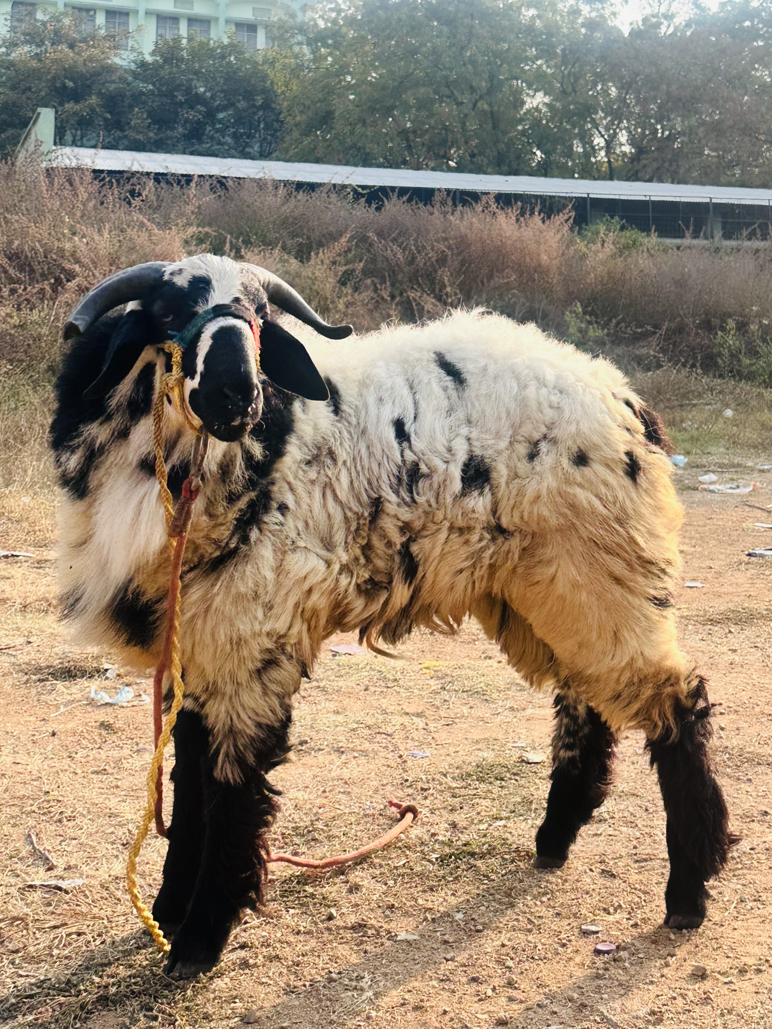 Hyderabad exotic pets 