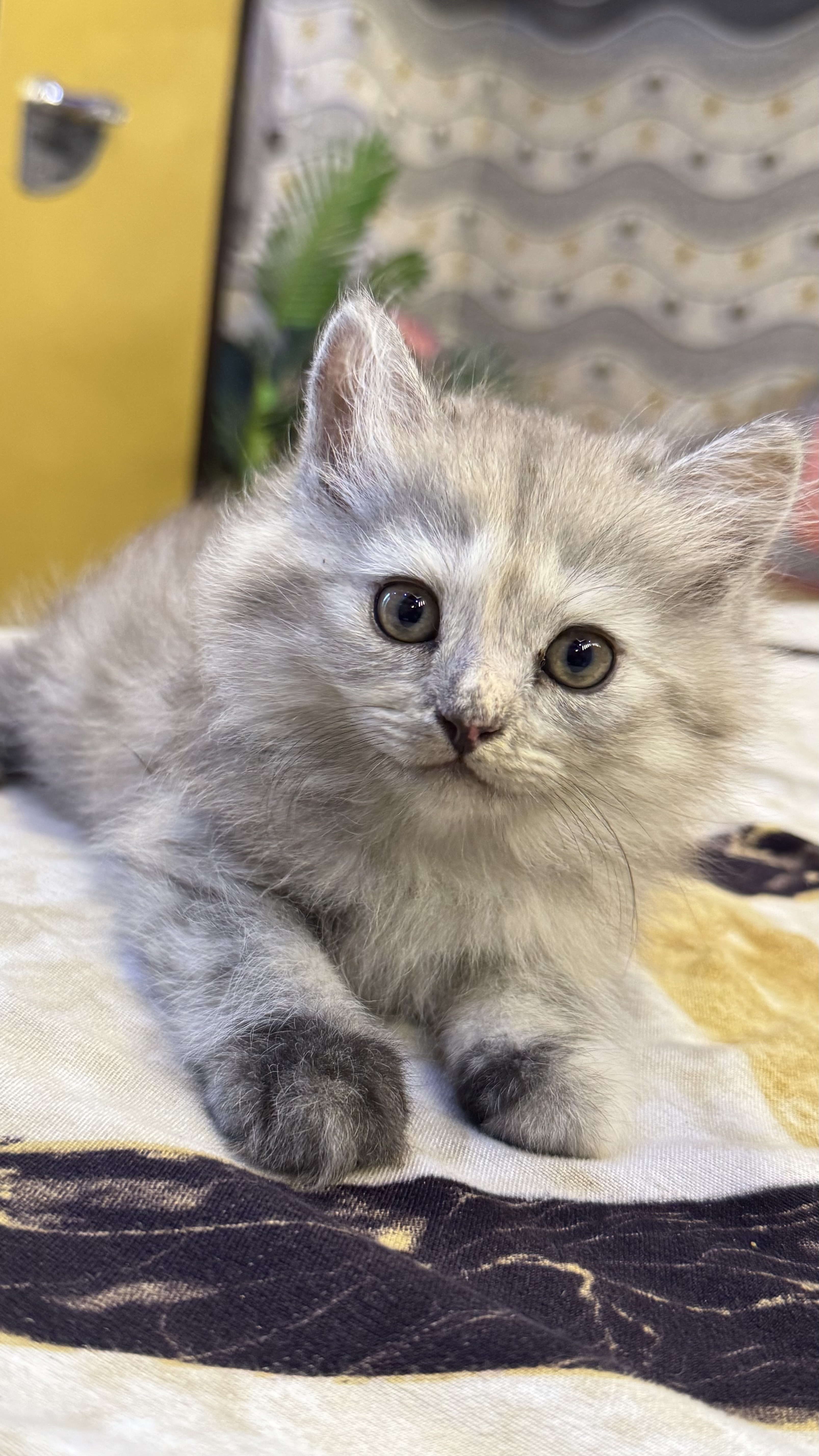 Pet