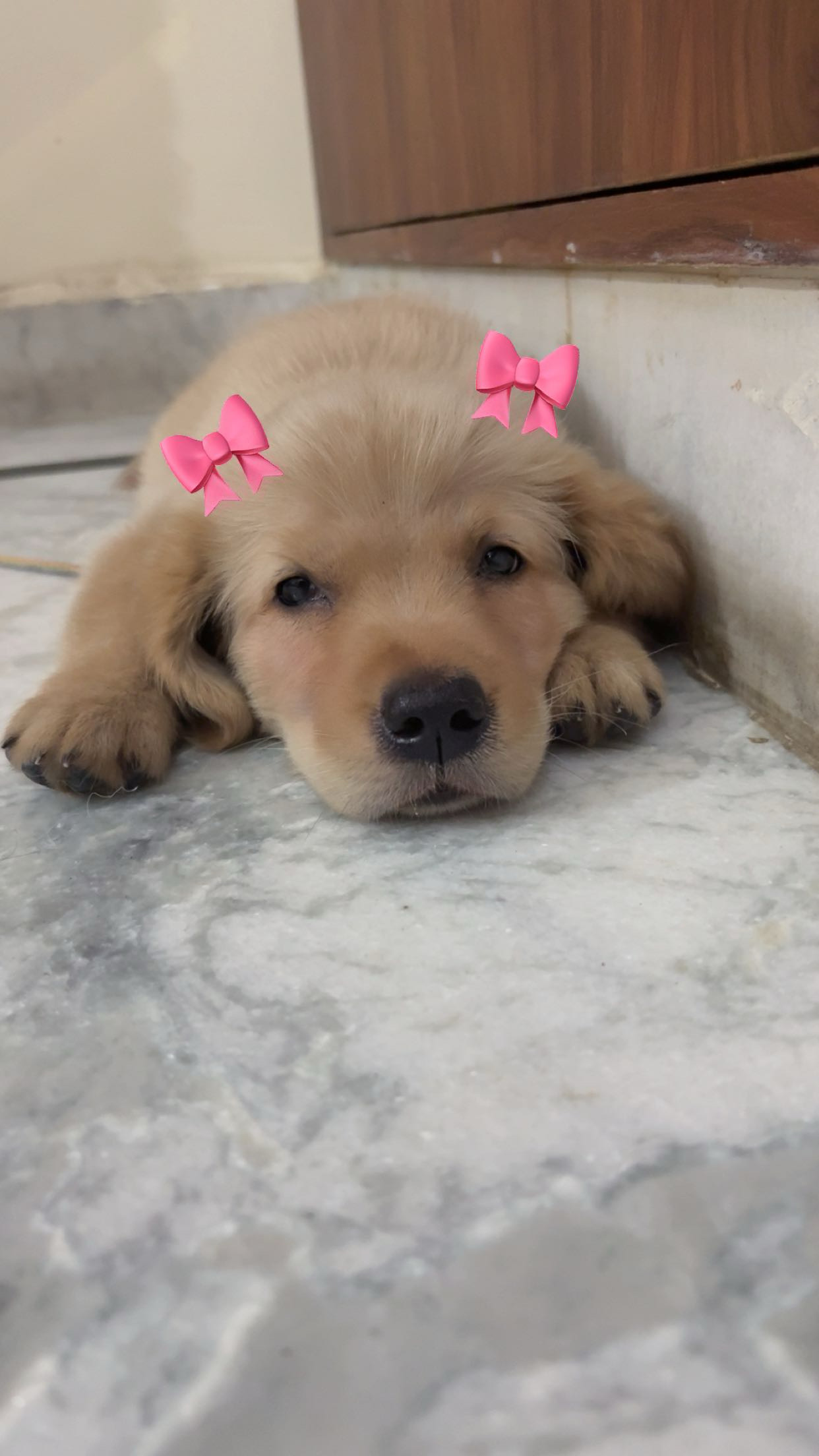 Pet