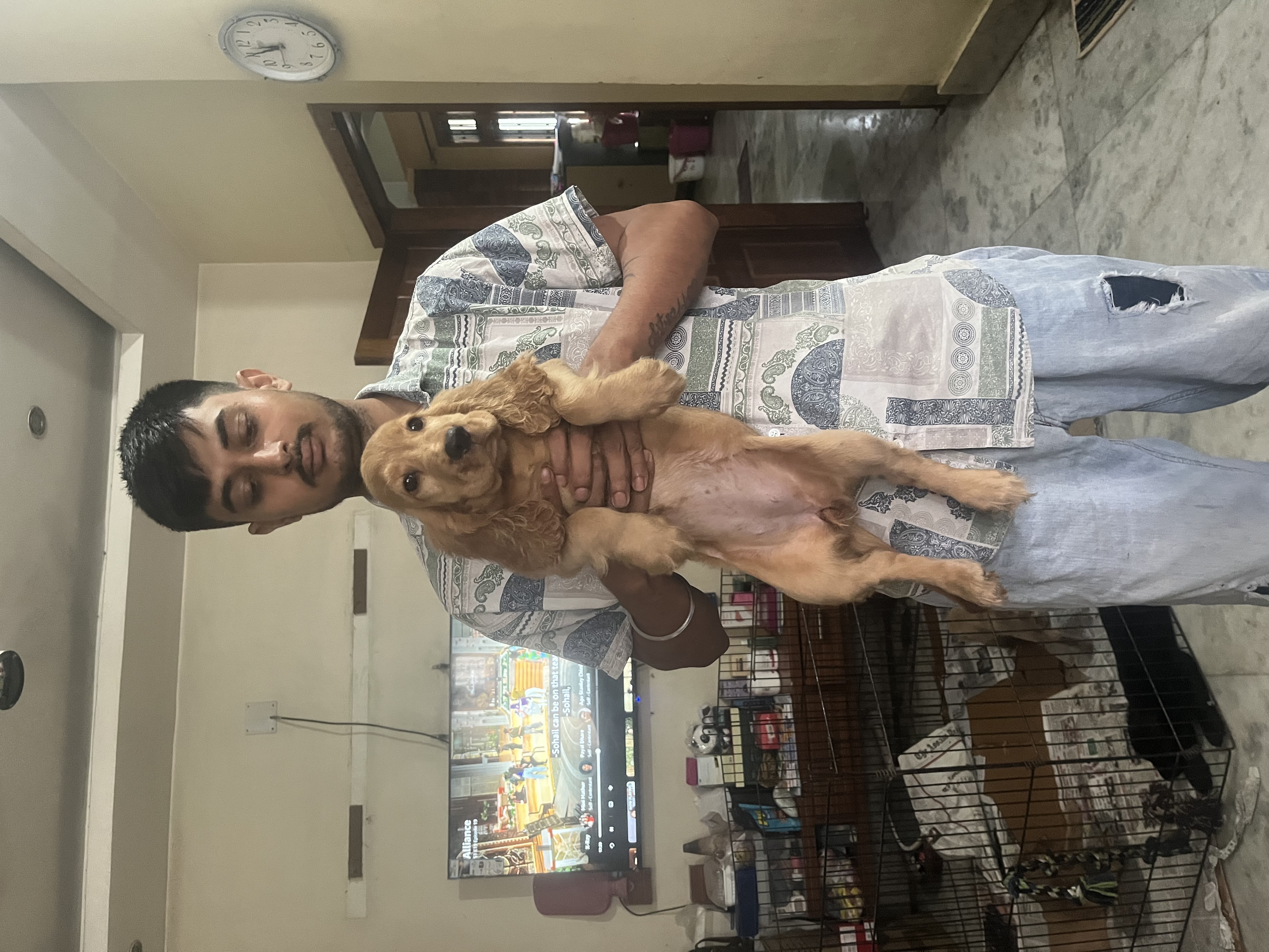 Pet