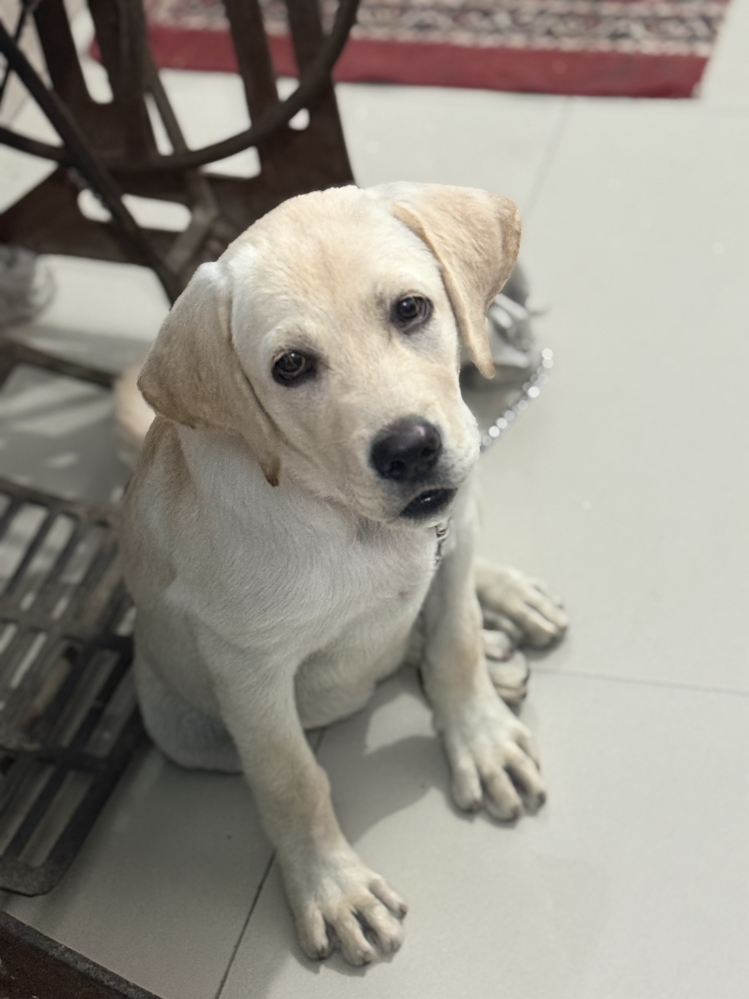 Pet