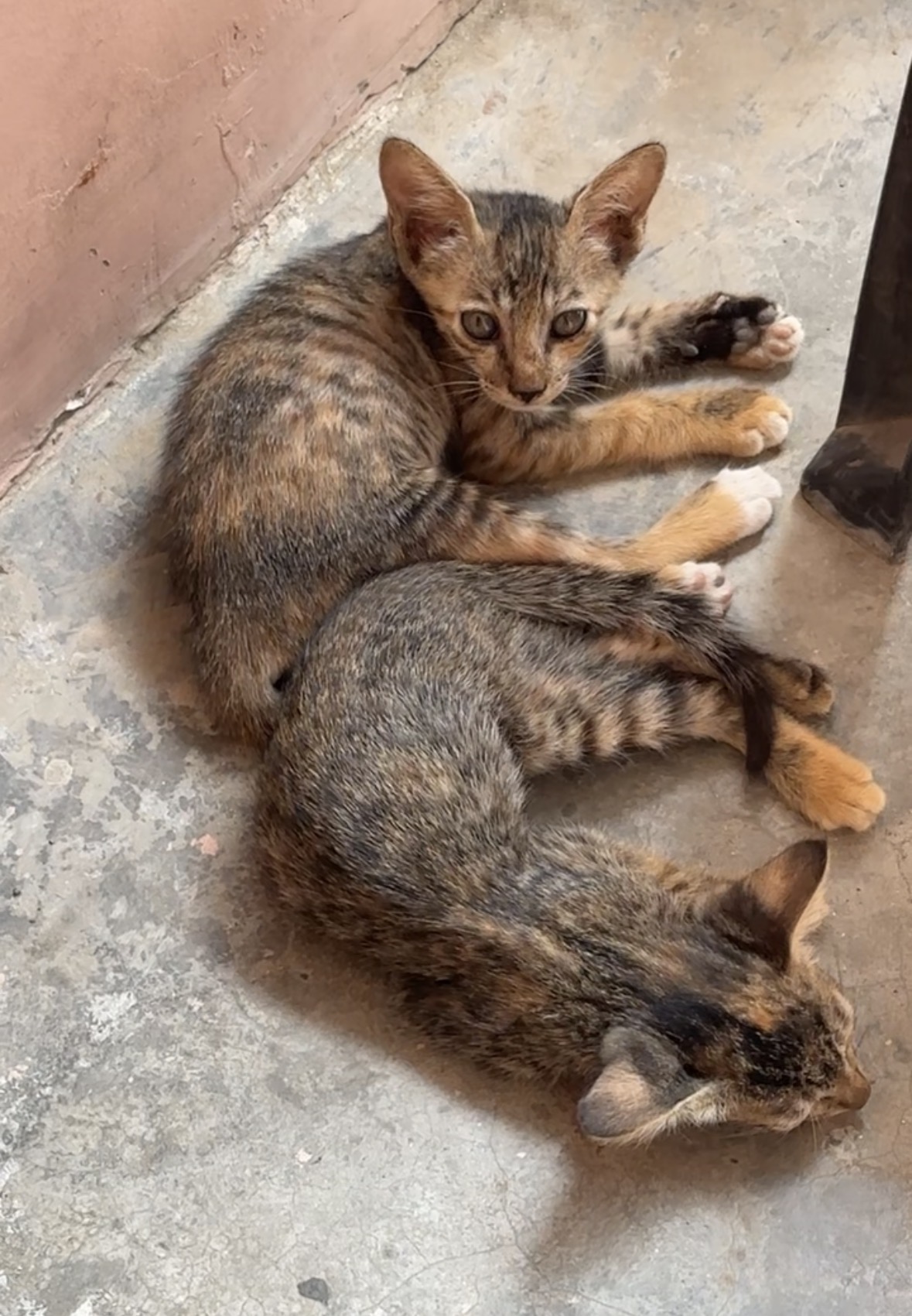 Pet