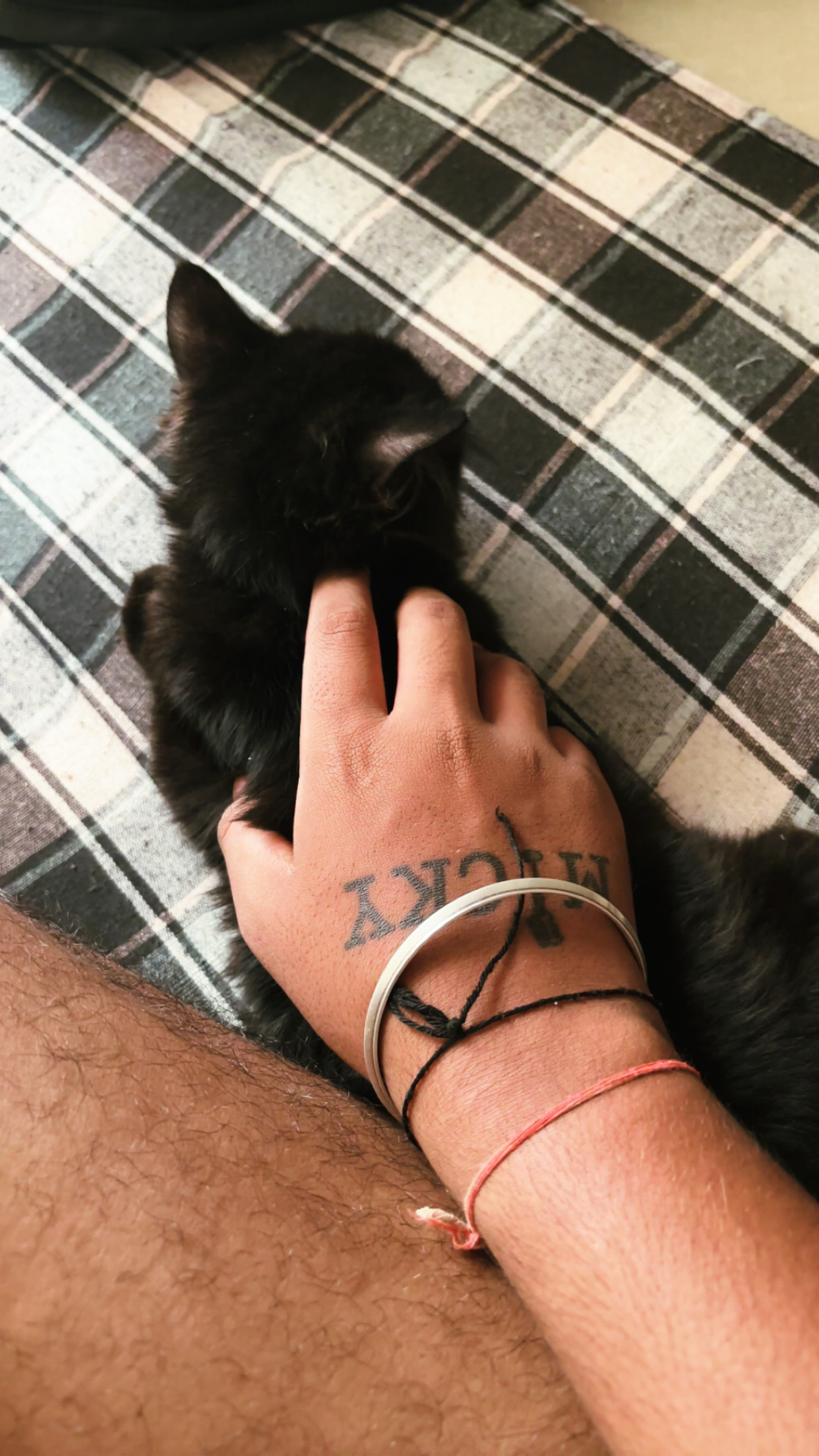 Pet
