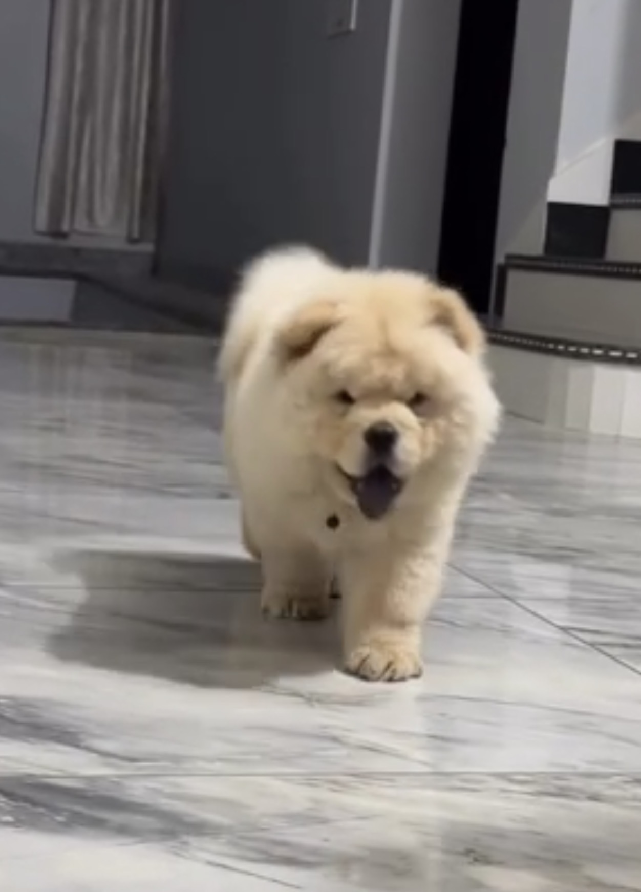 Pet