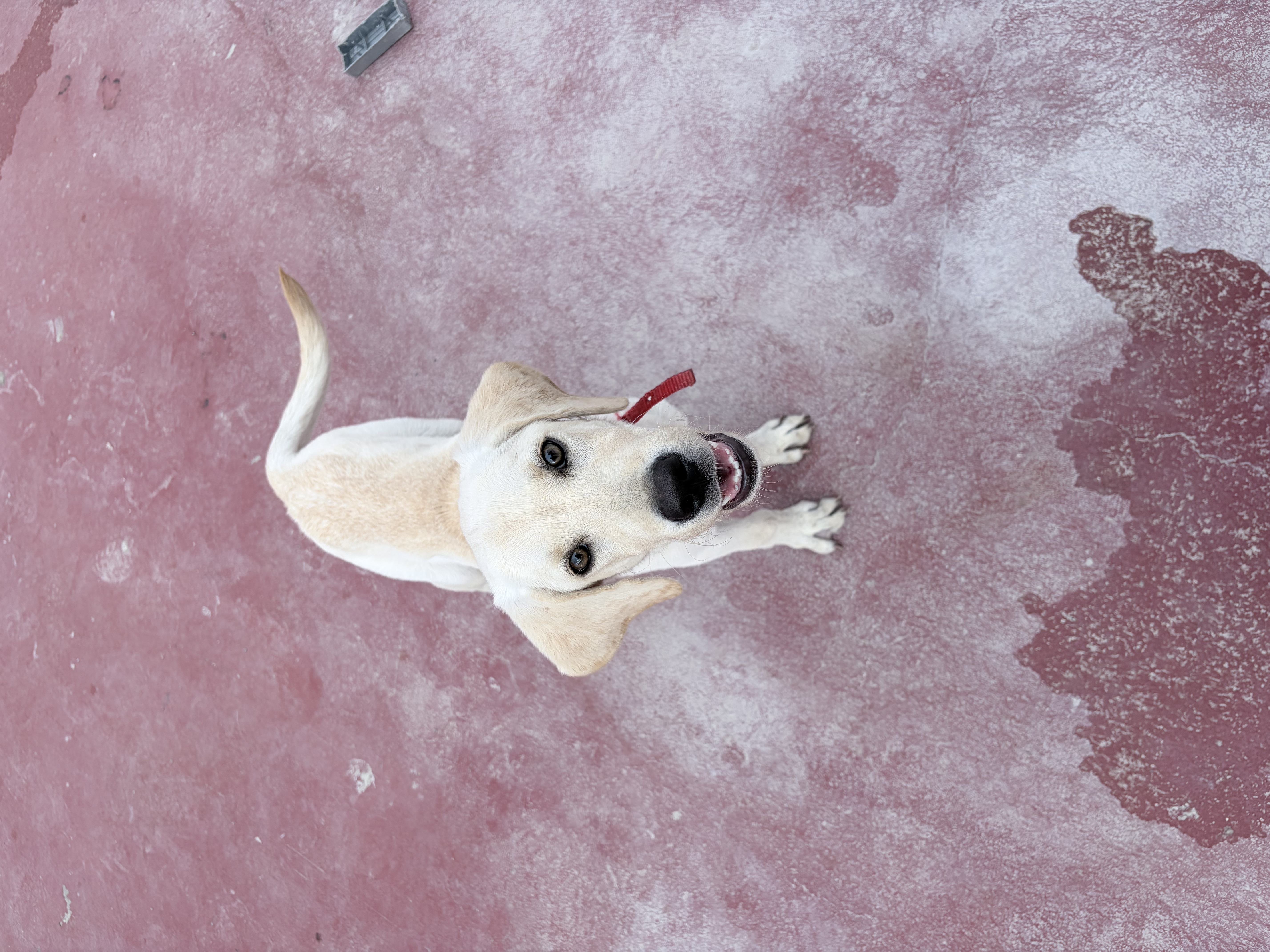Pet