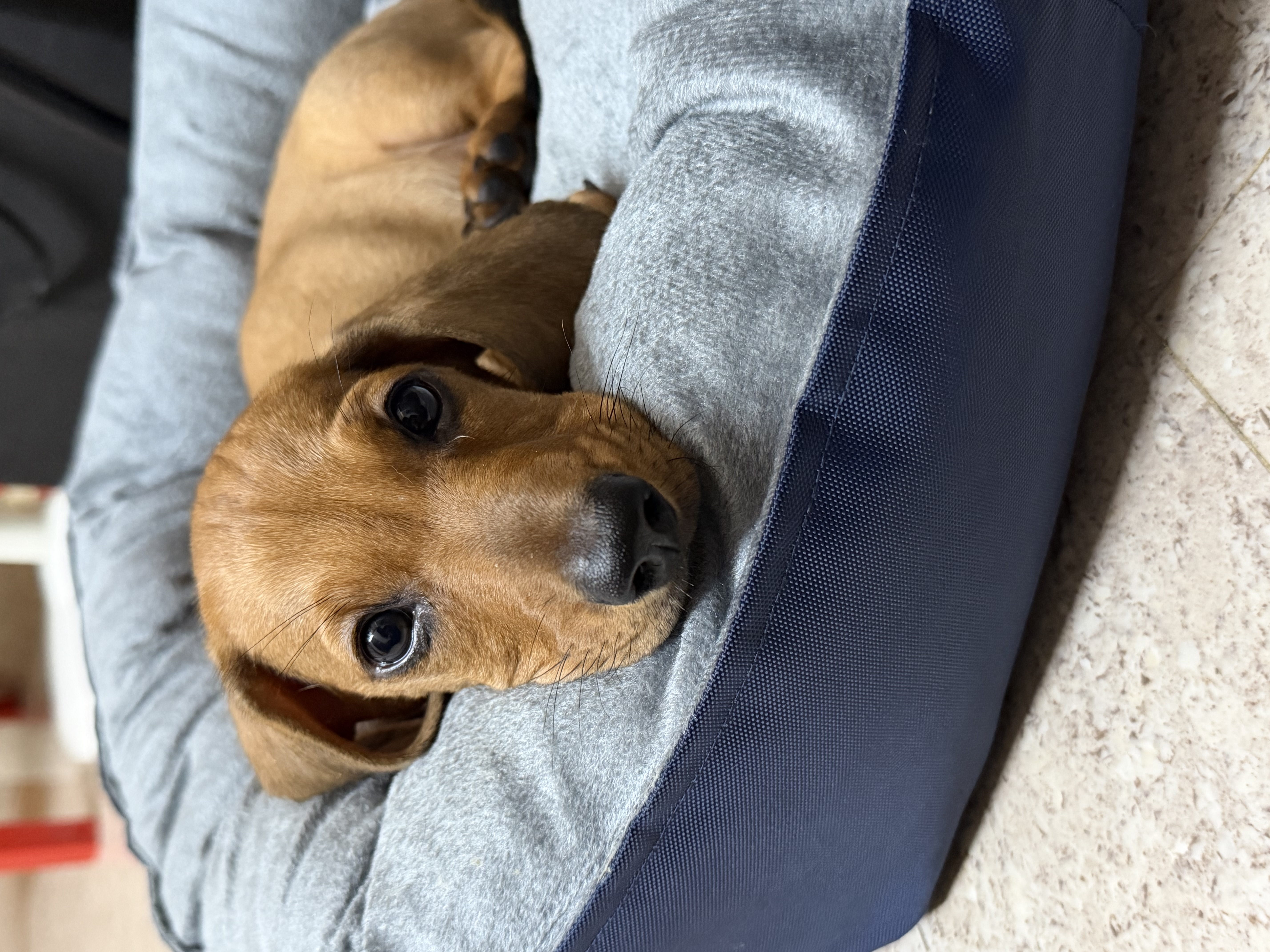Pet