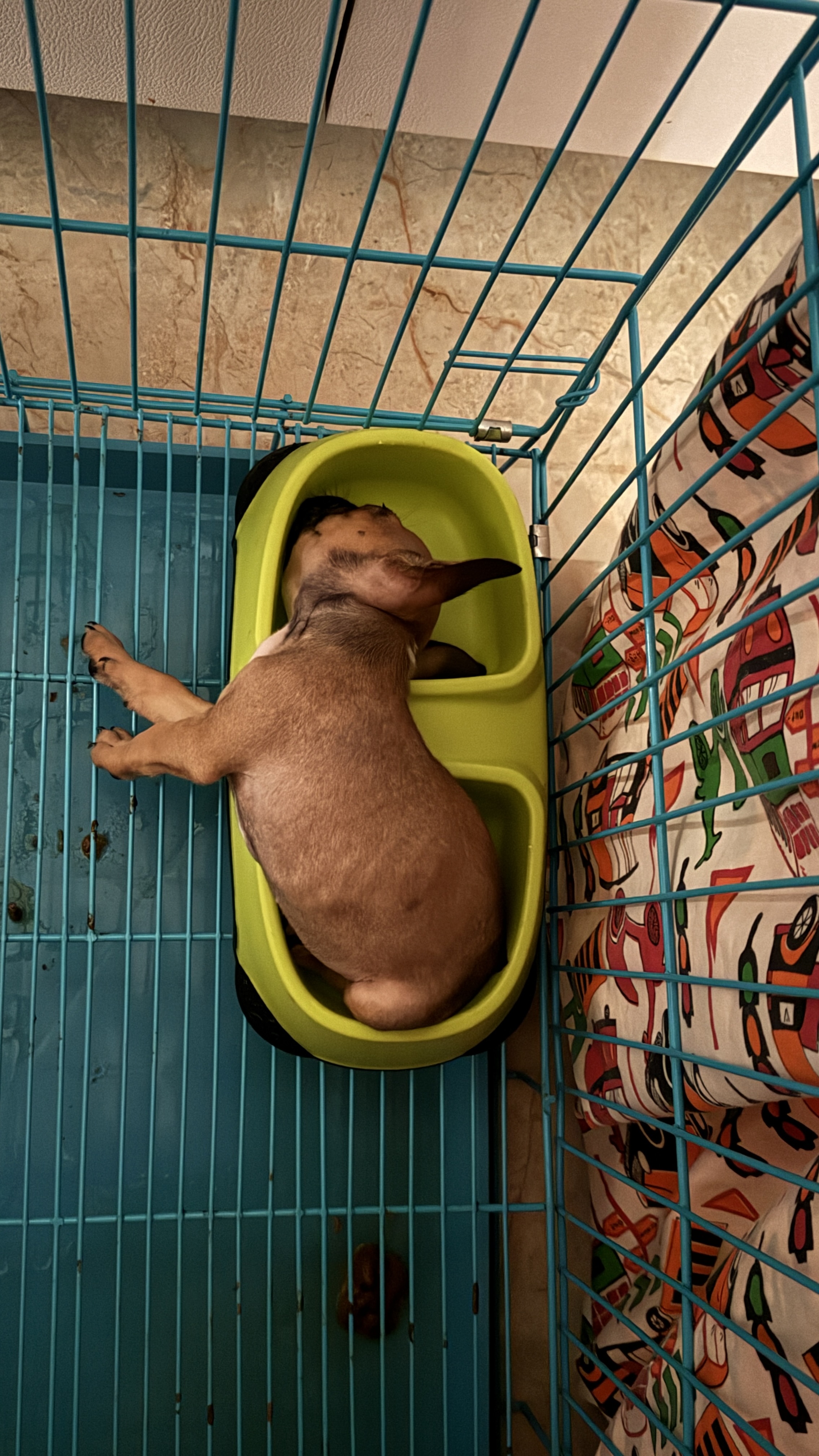 Pet