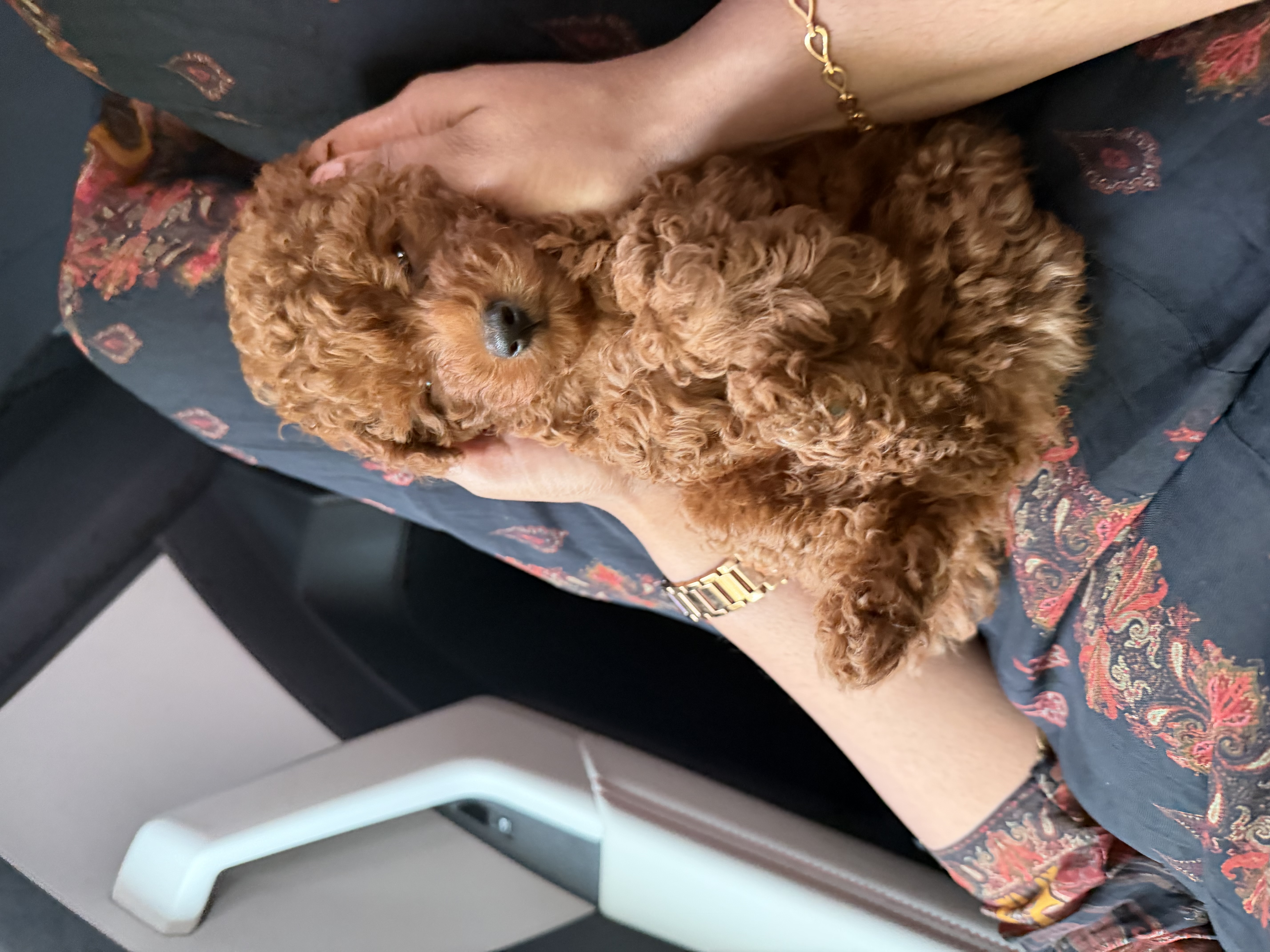 Pet