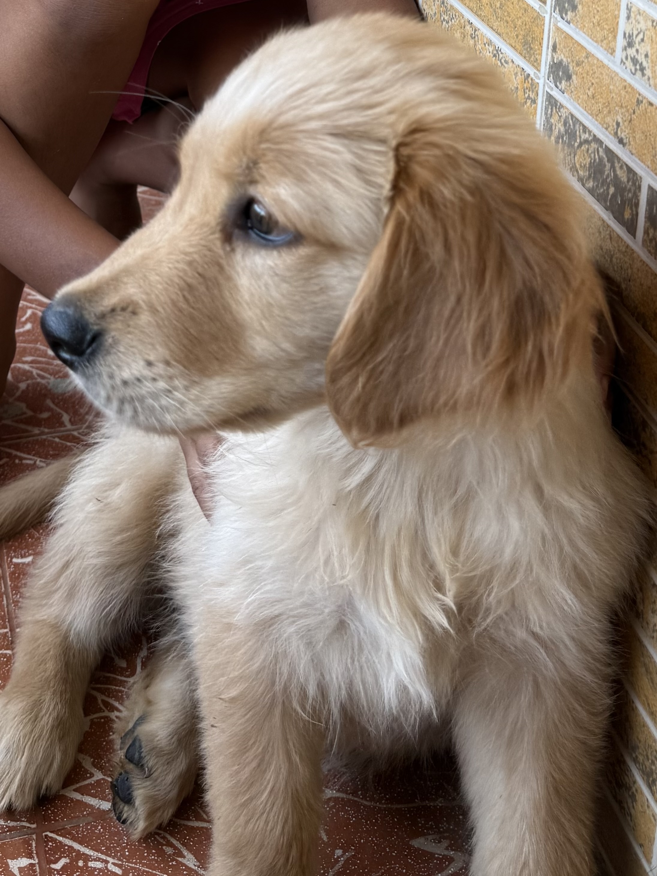 Pet