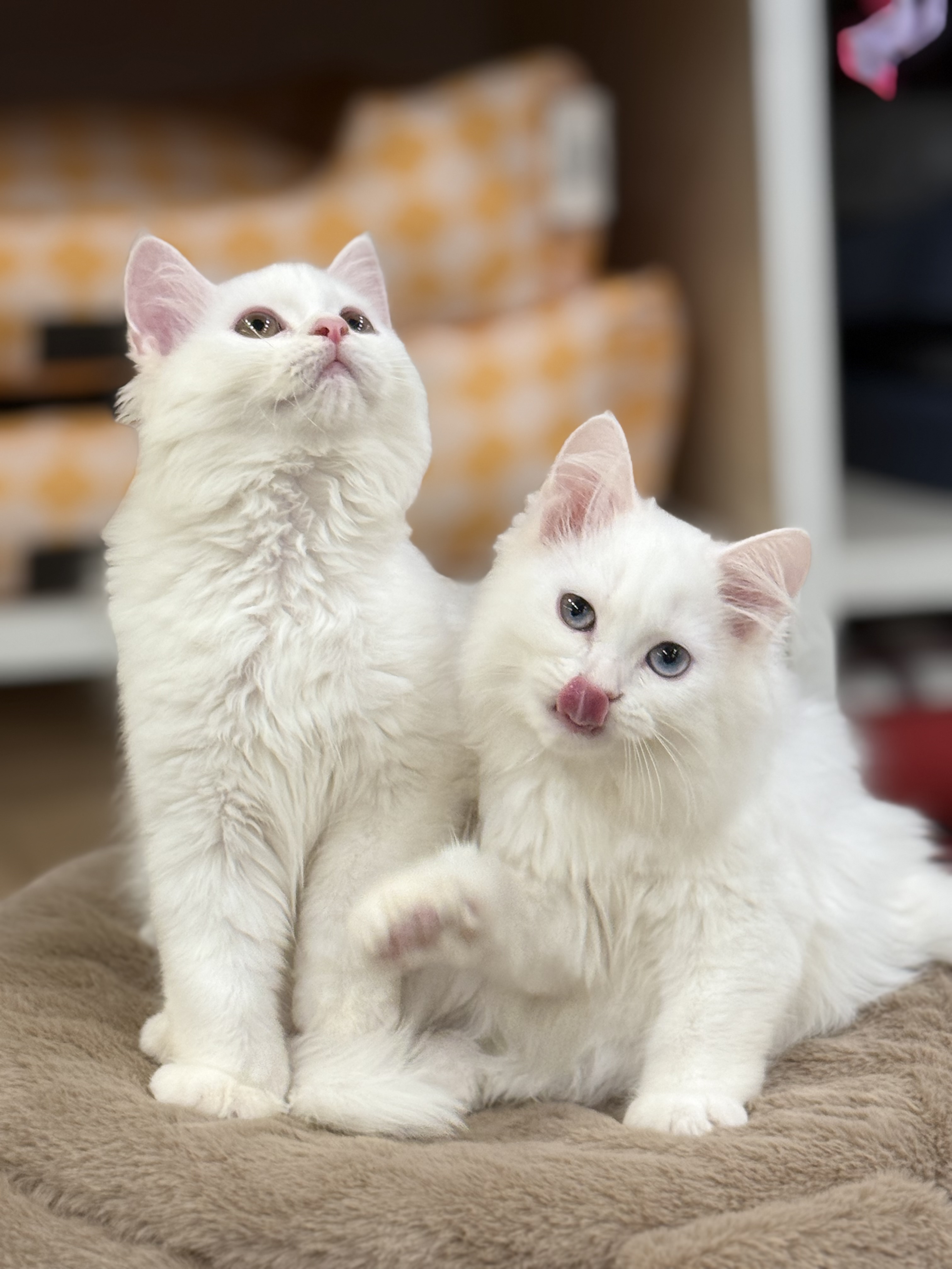 Pet