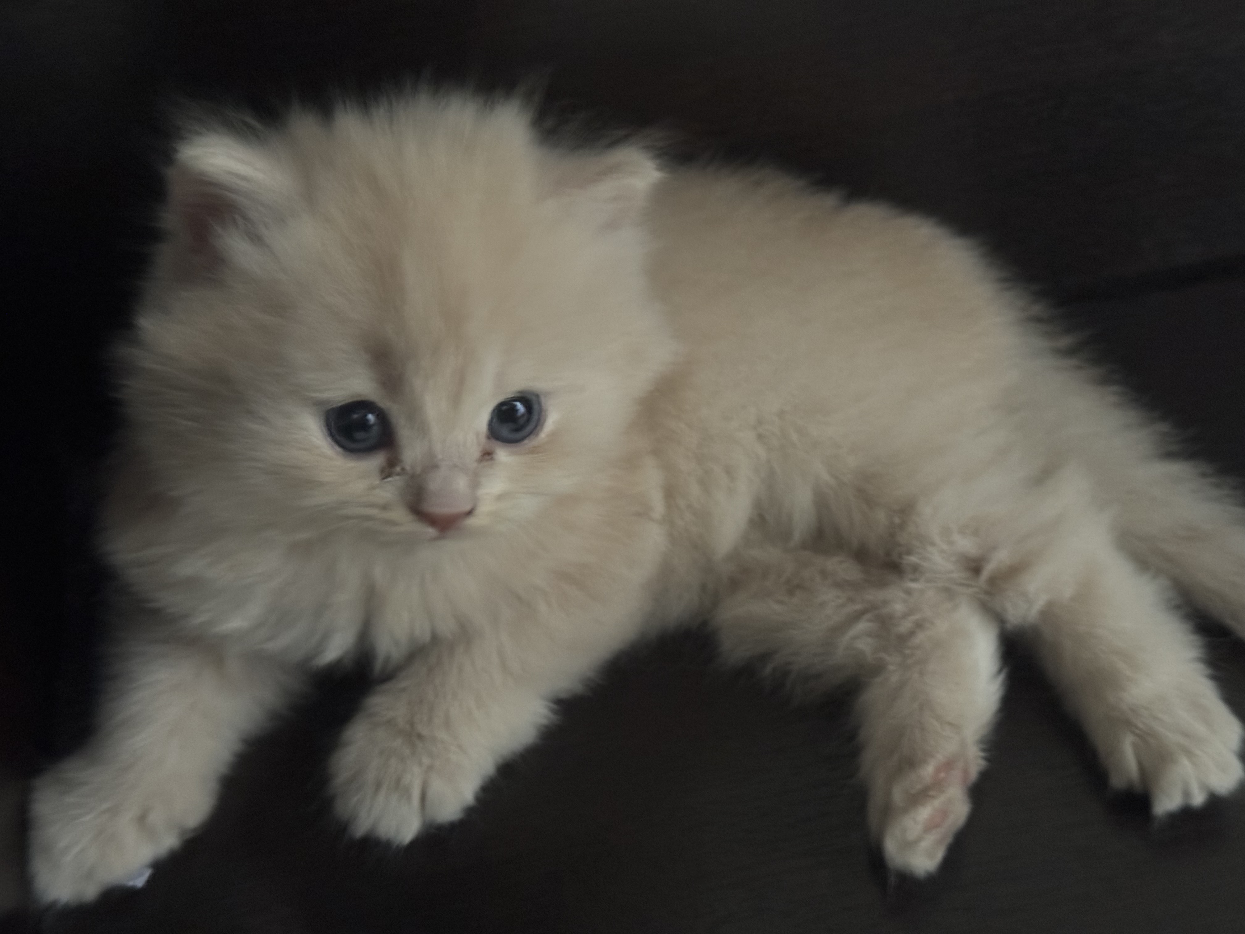 Pet