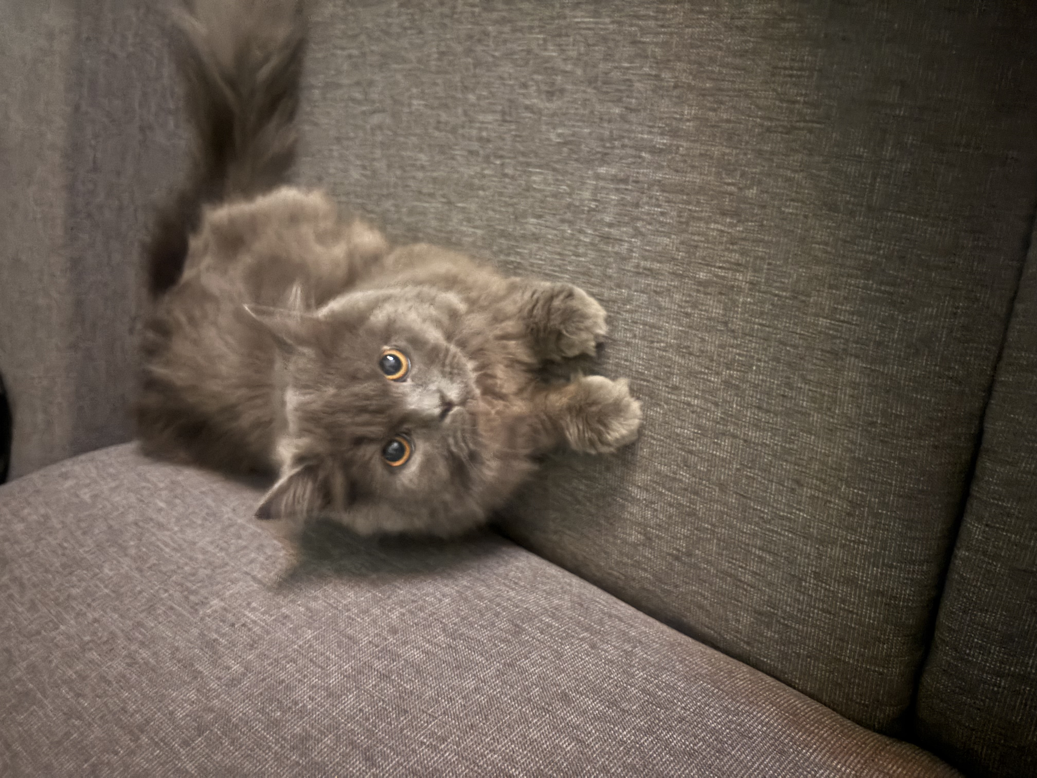 Pet