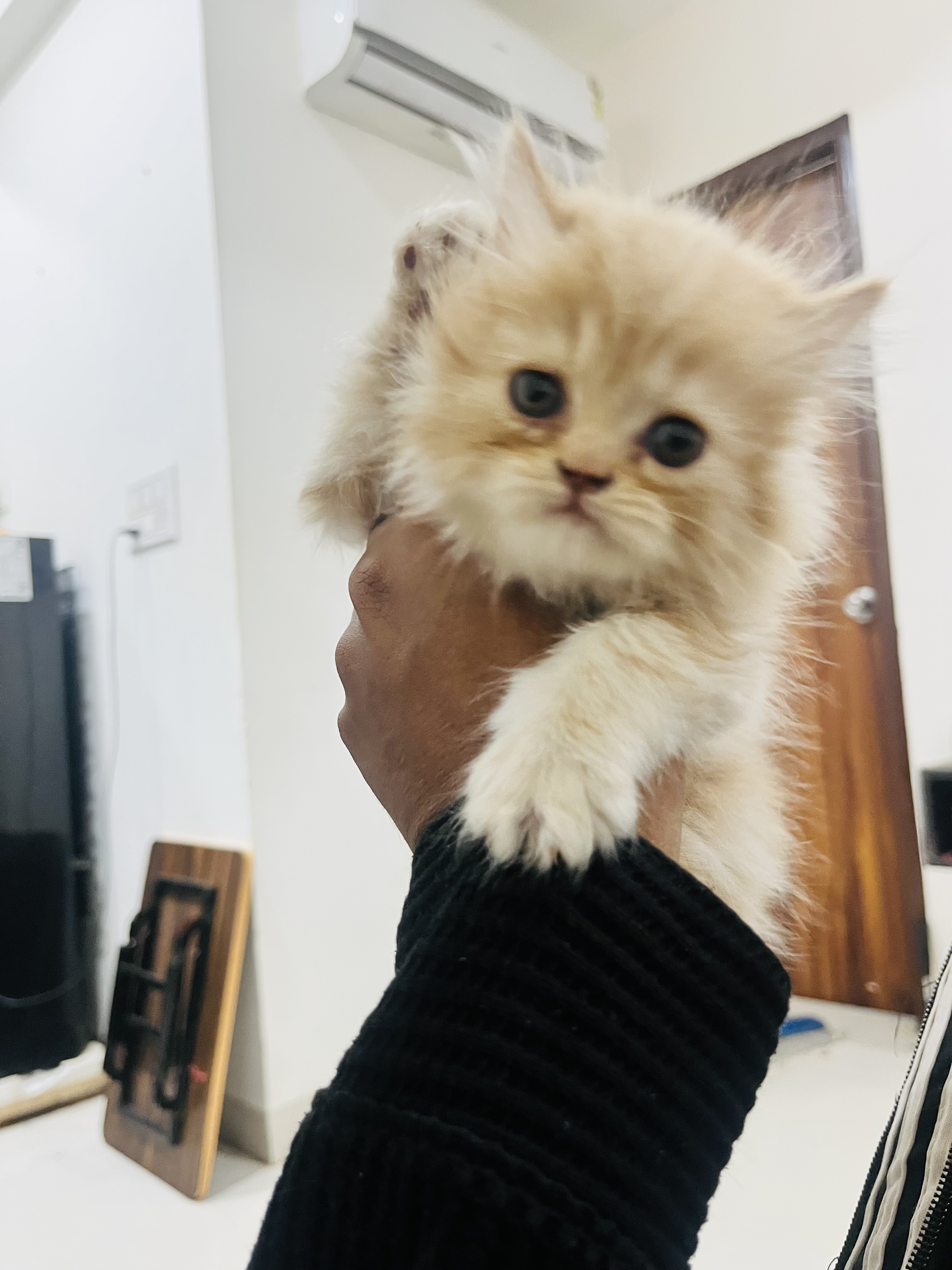 Cats