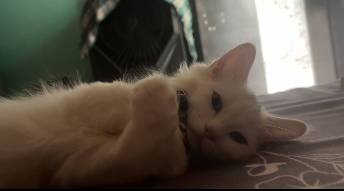 Cats