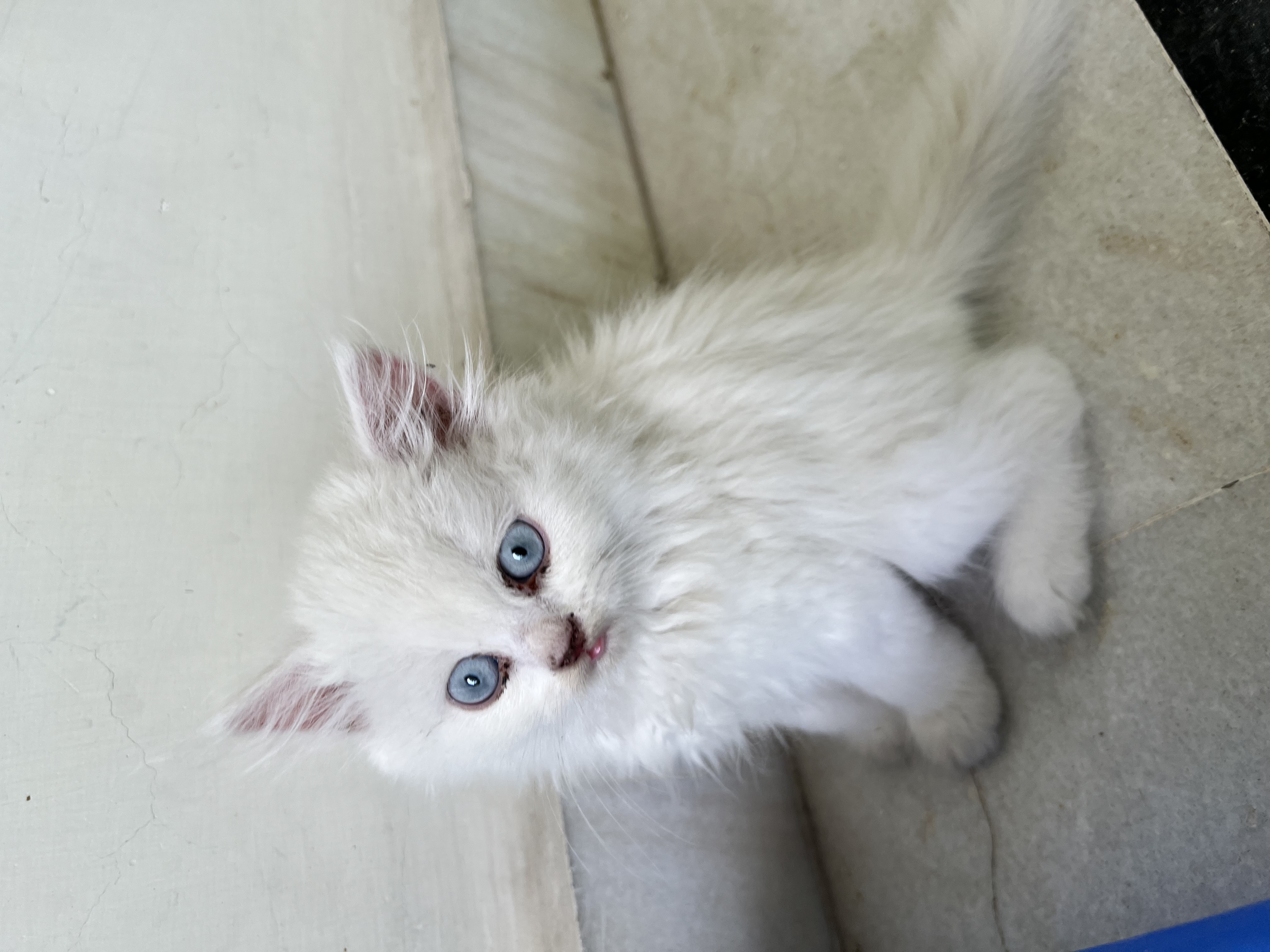 Pet