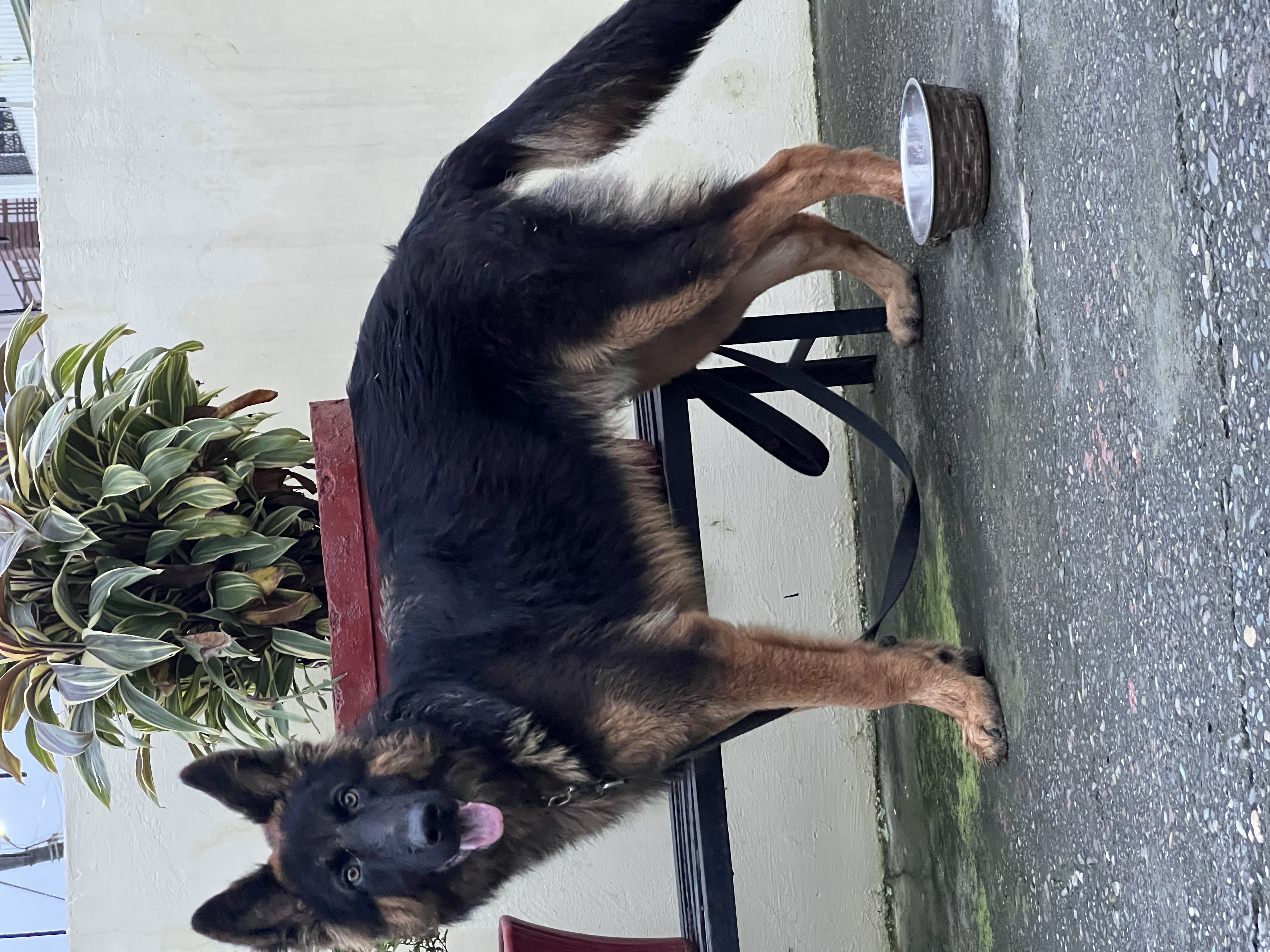 Dogs