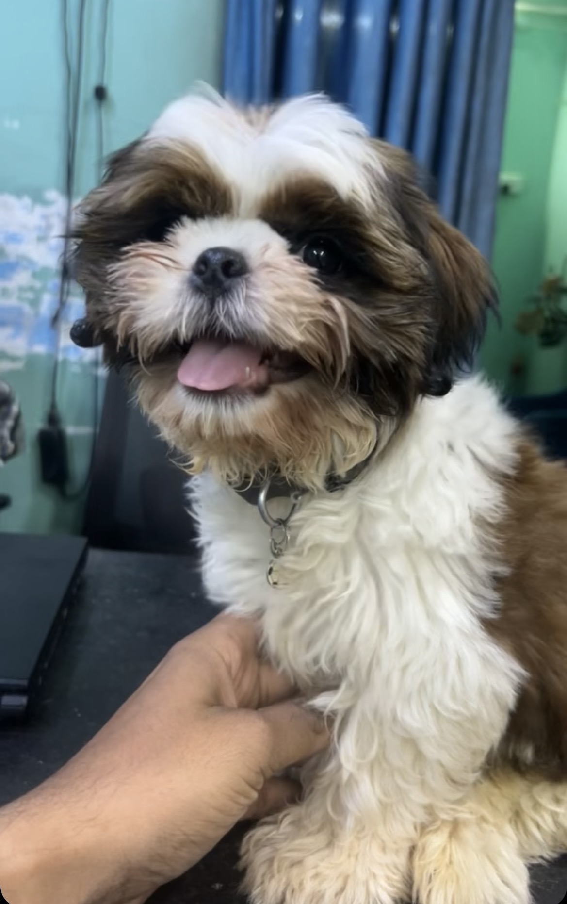Pet
