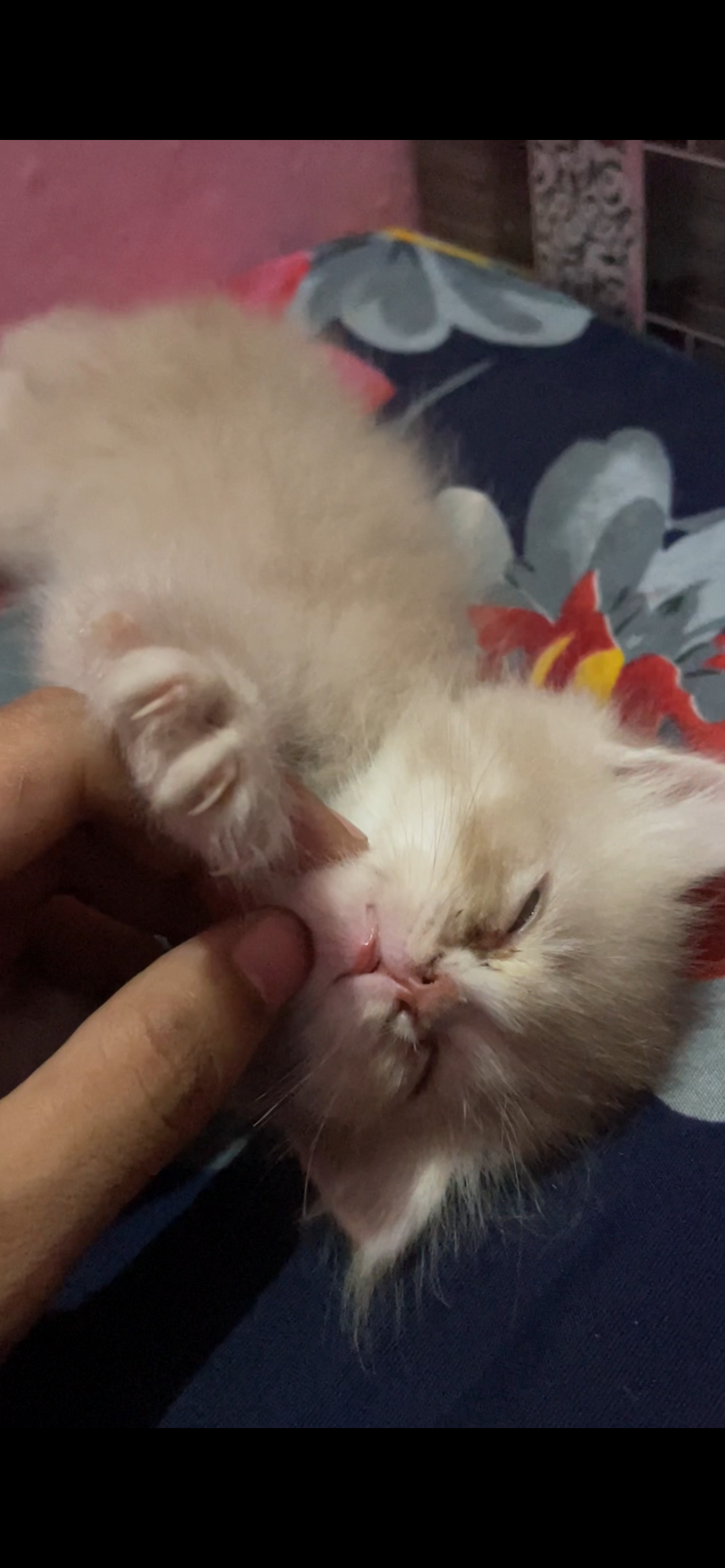 Pet