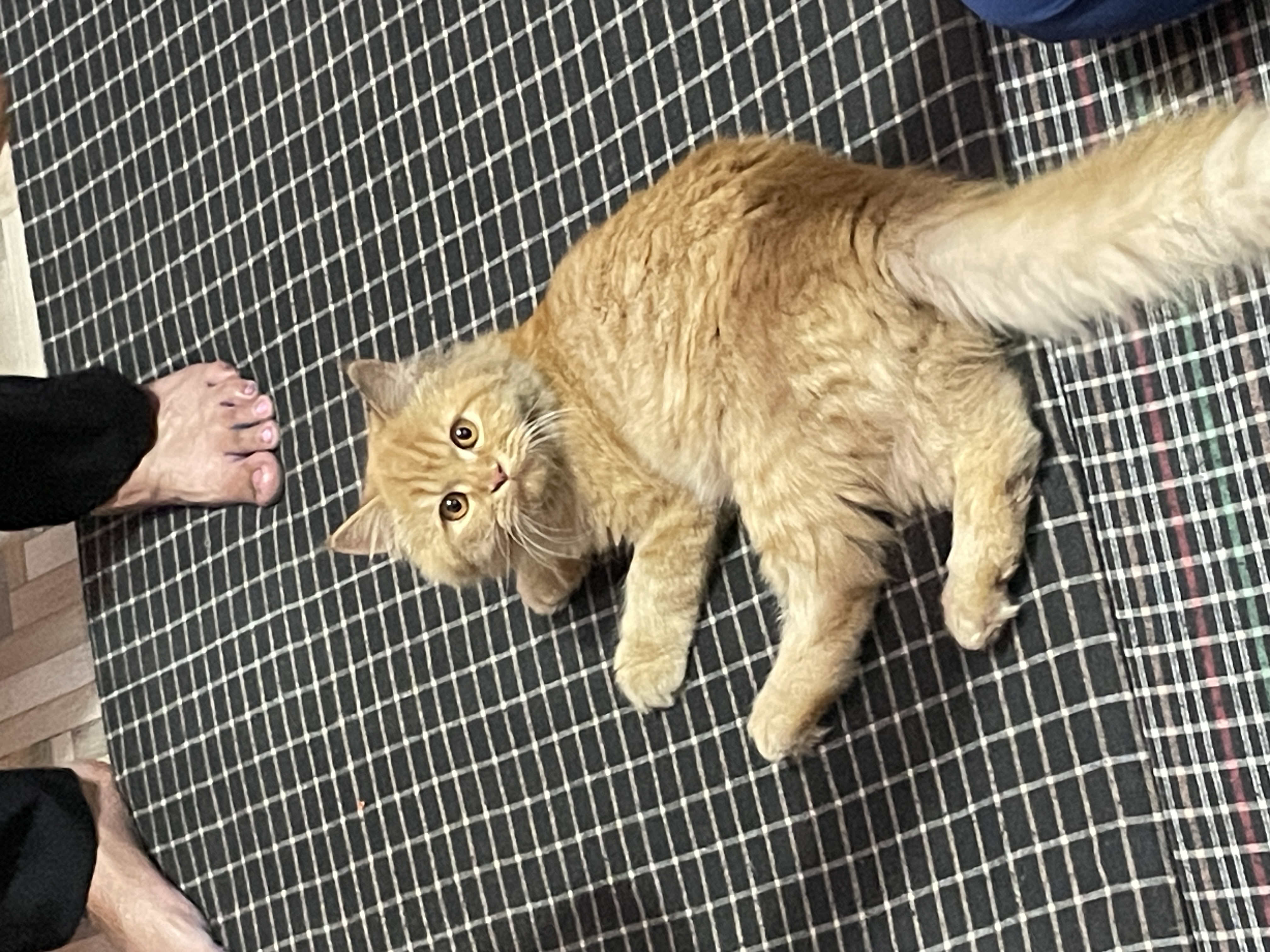 Cats