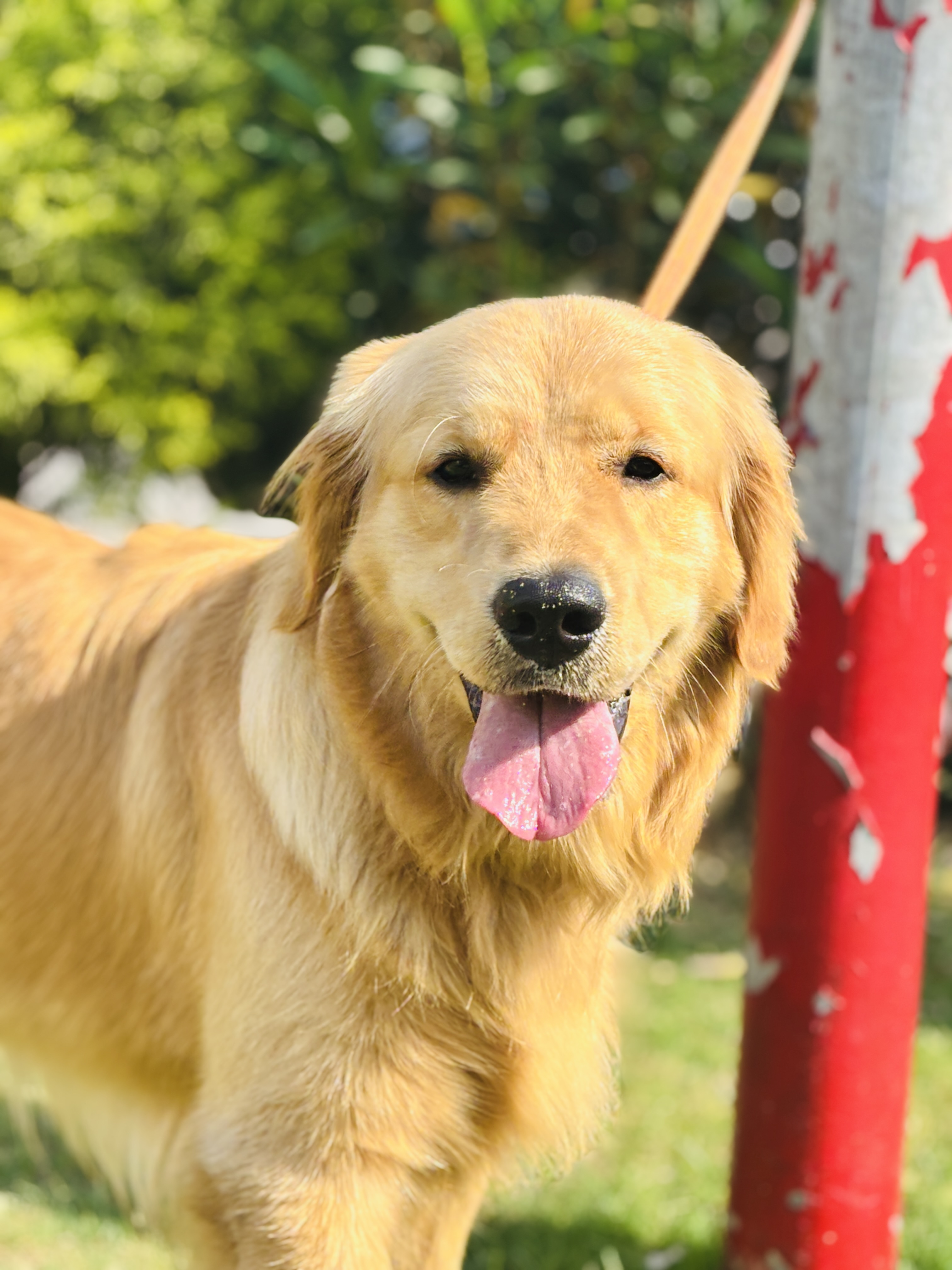 Pet