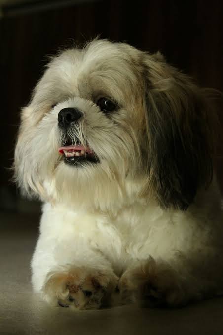 Pet