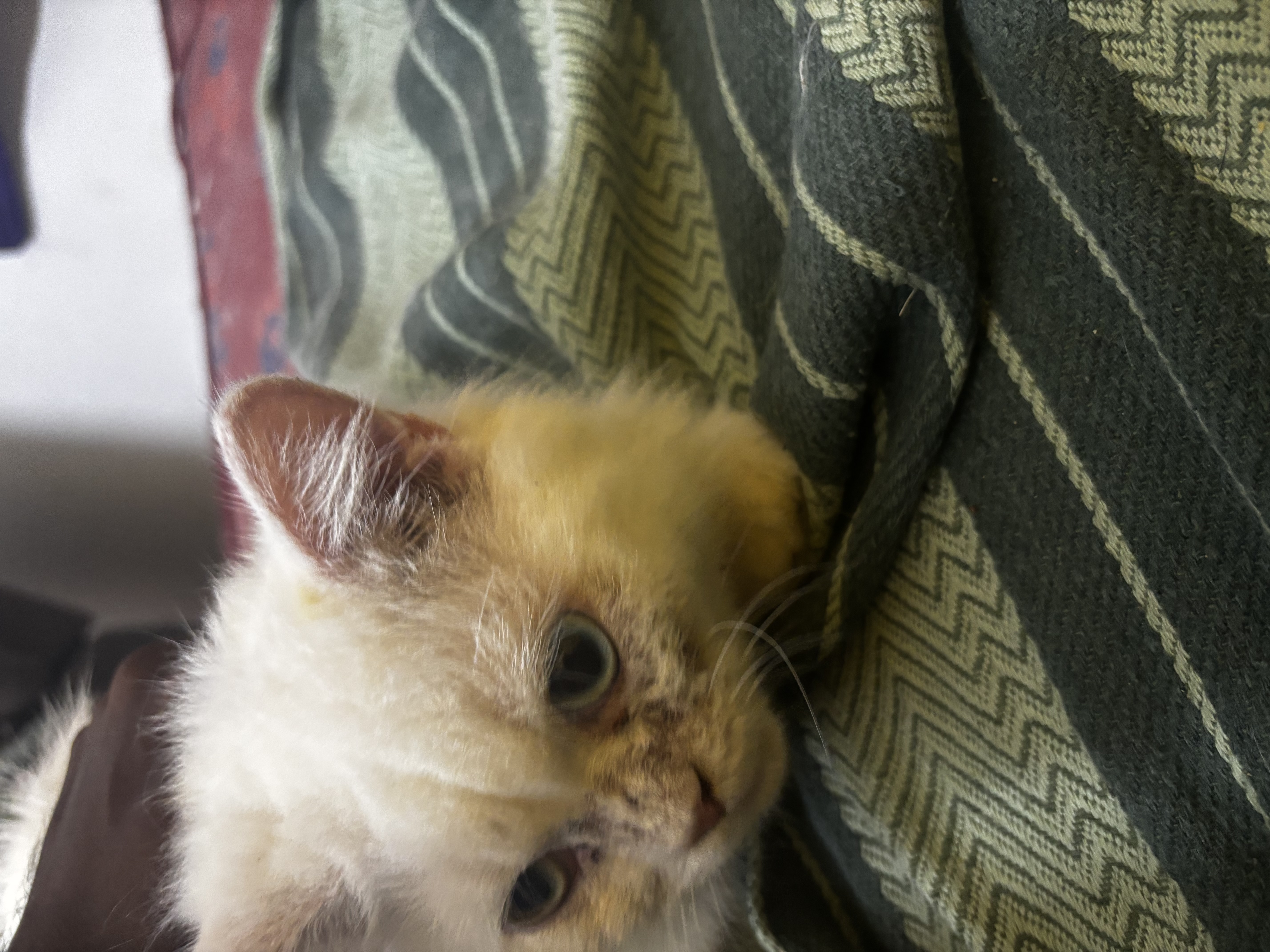 Pet