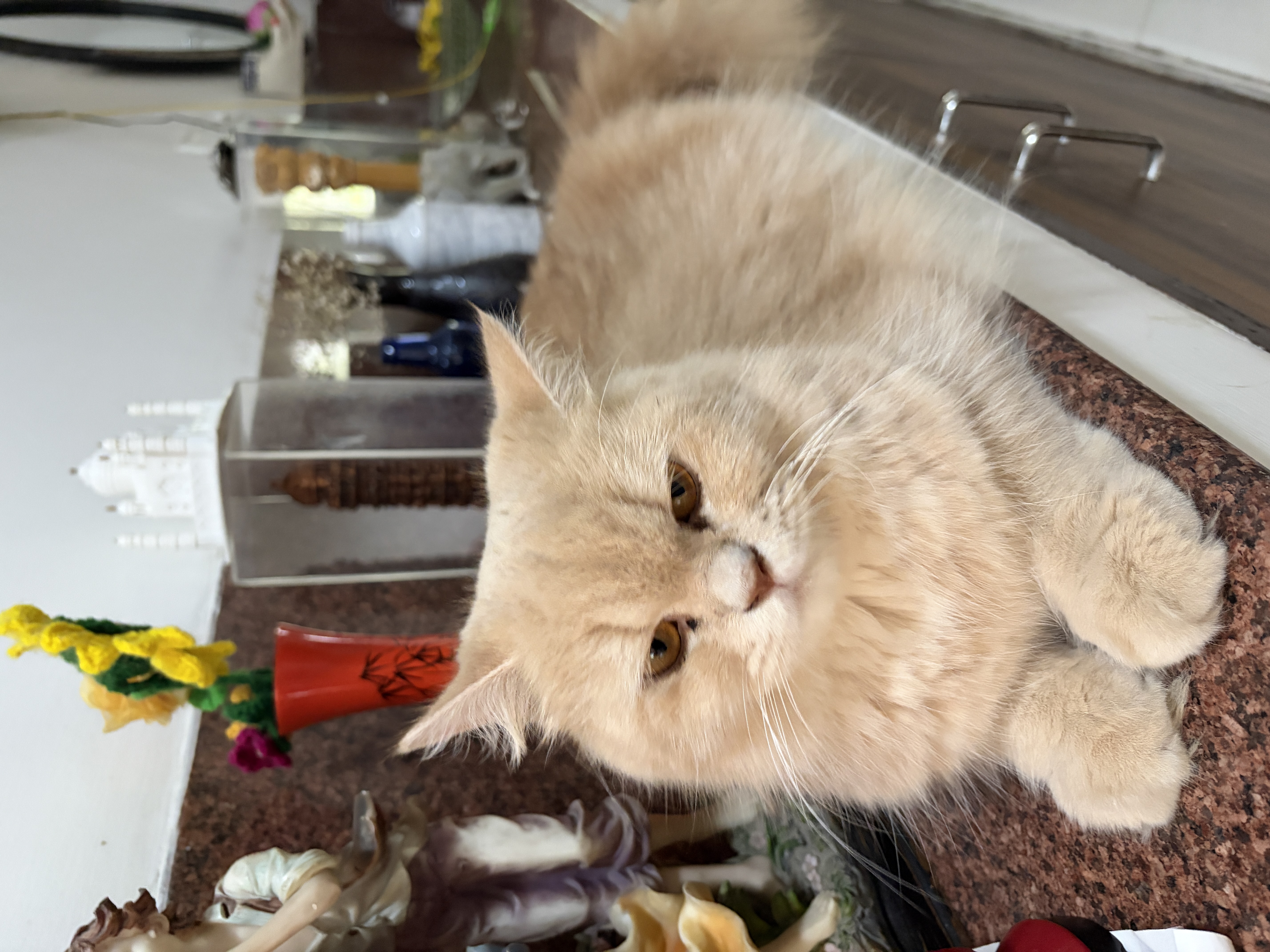 Cats