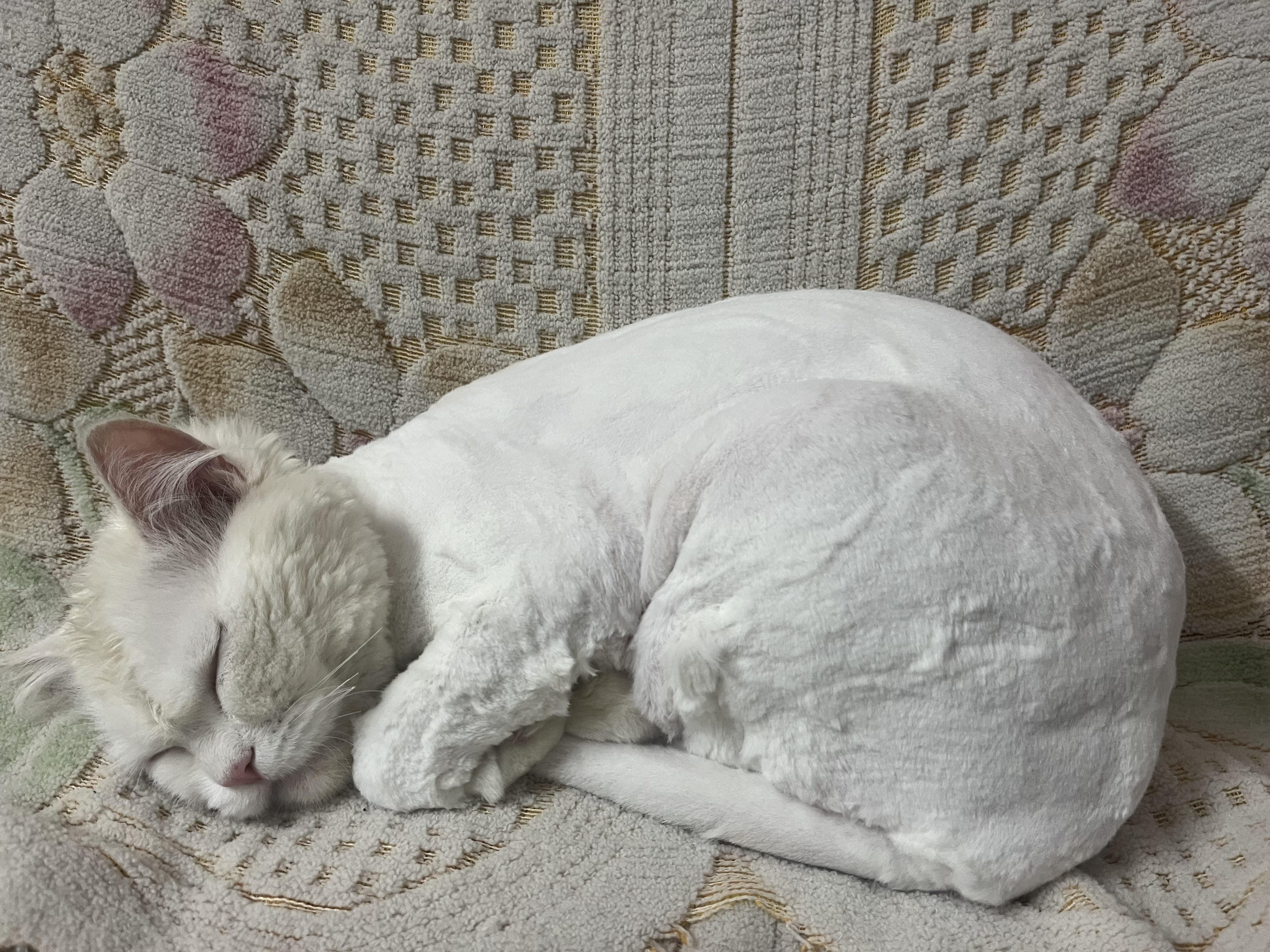 Pet