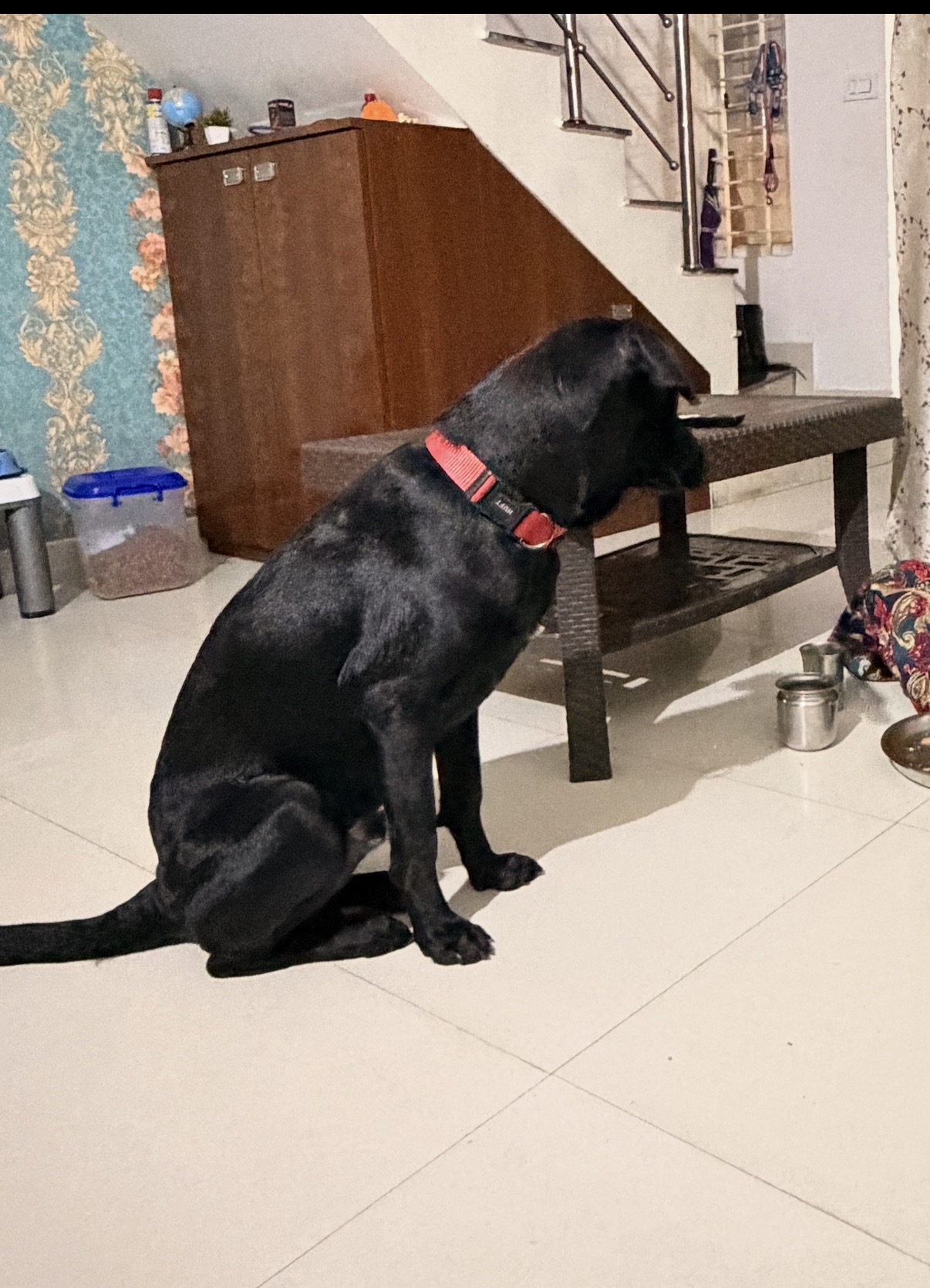 Dogs