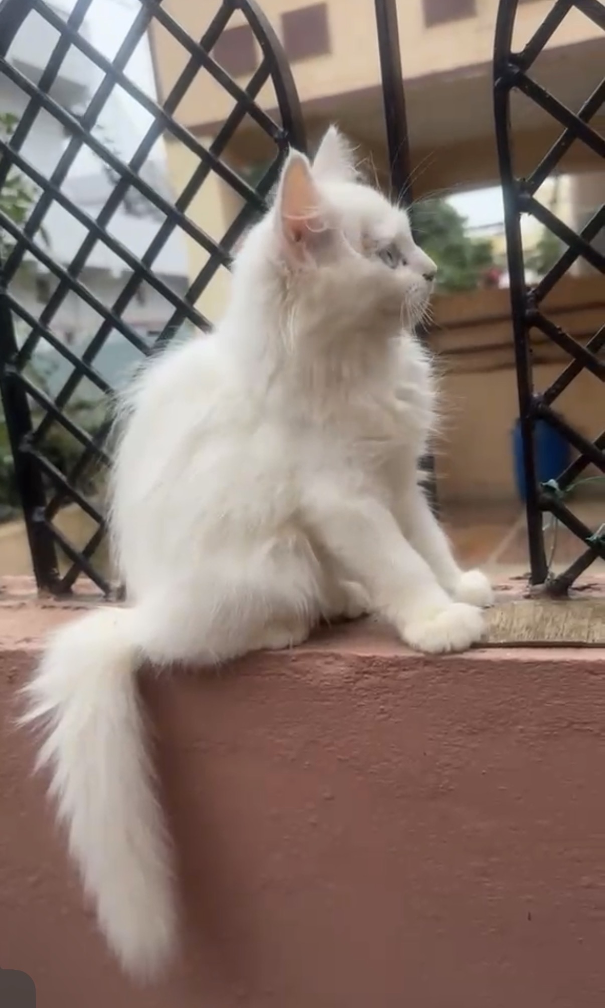 Cats