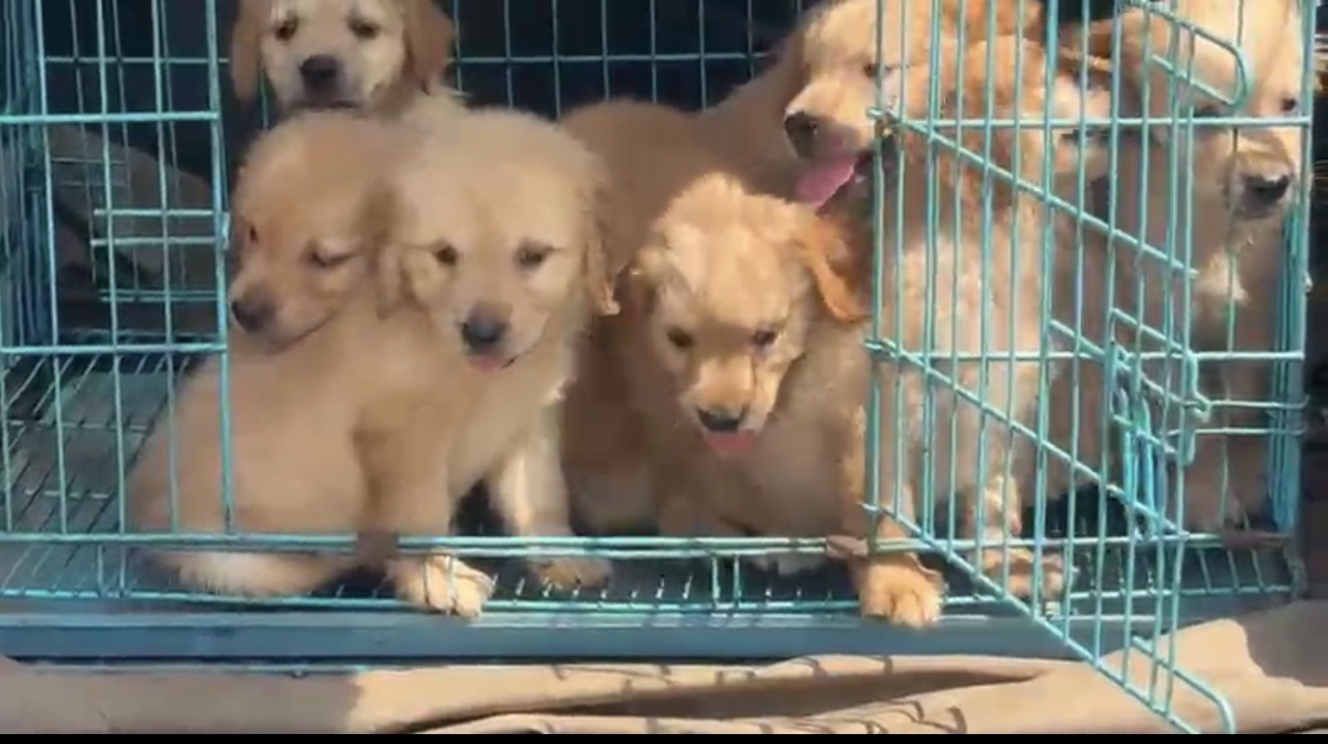 Dogs