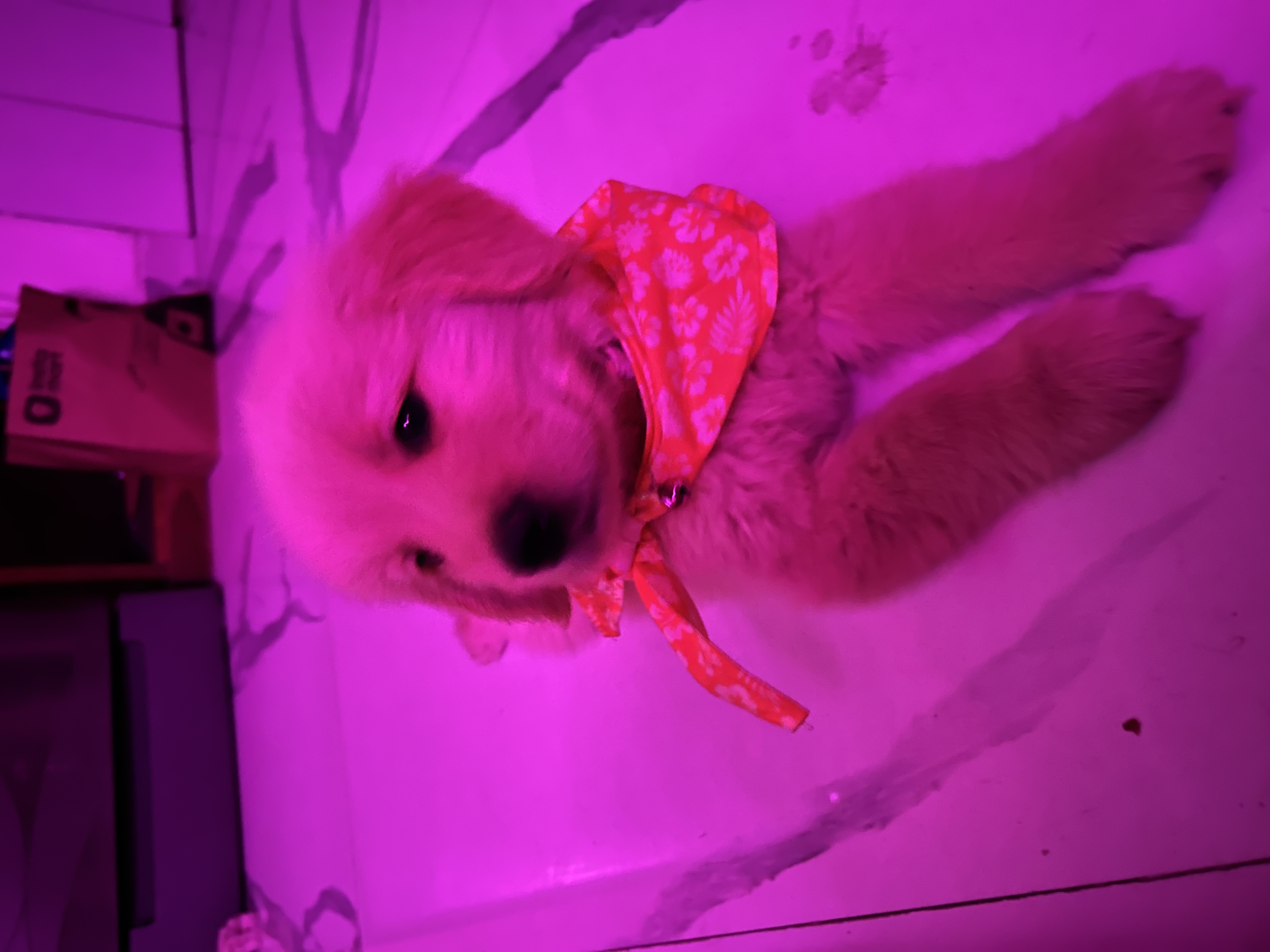 Pet