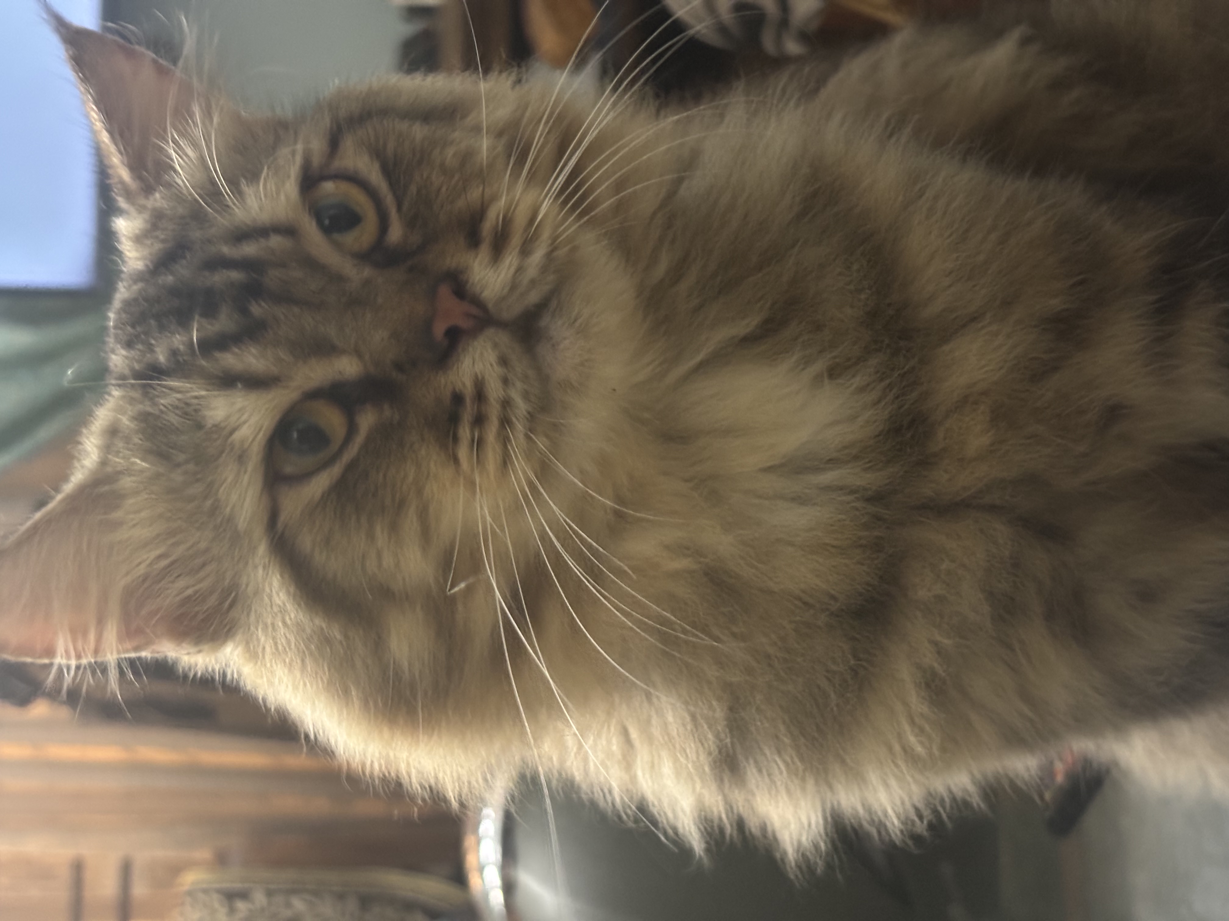 Pet