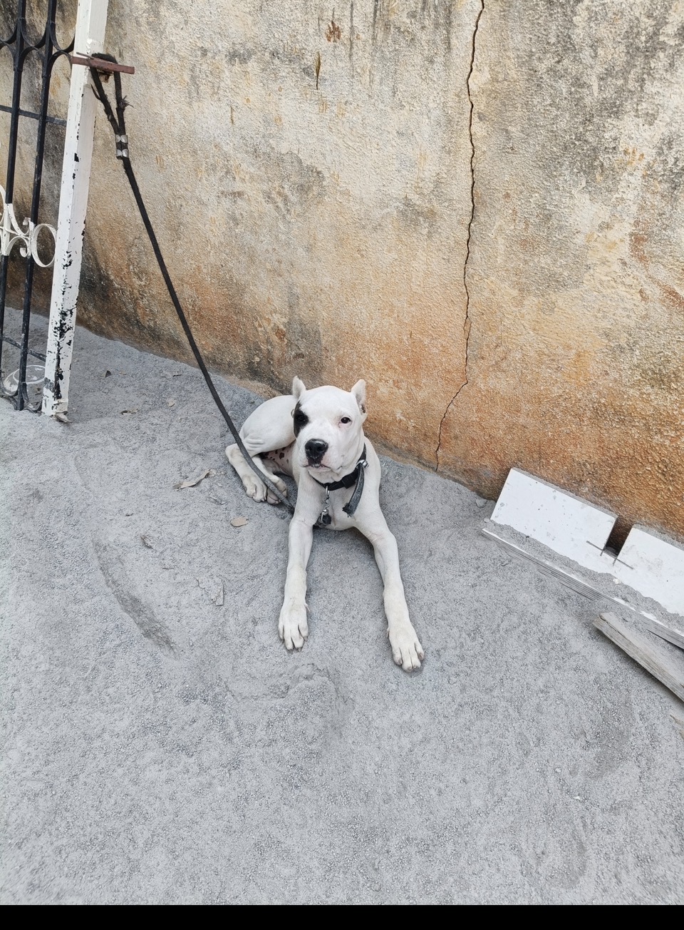 Pet