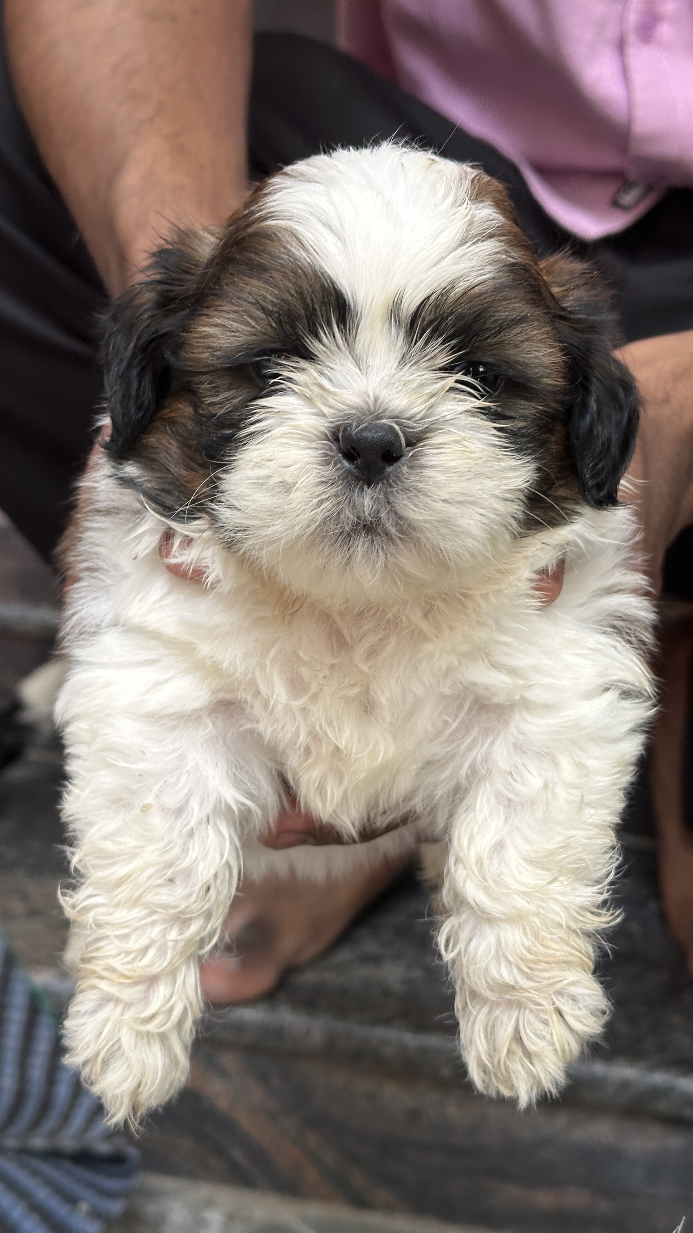 Pet