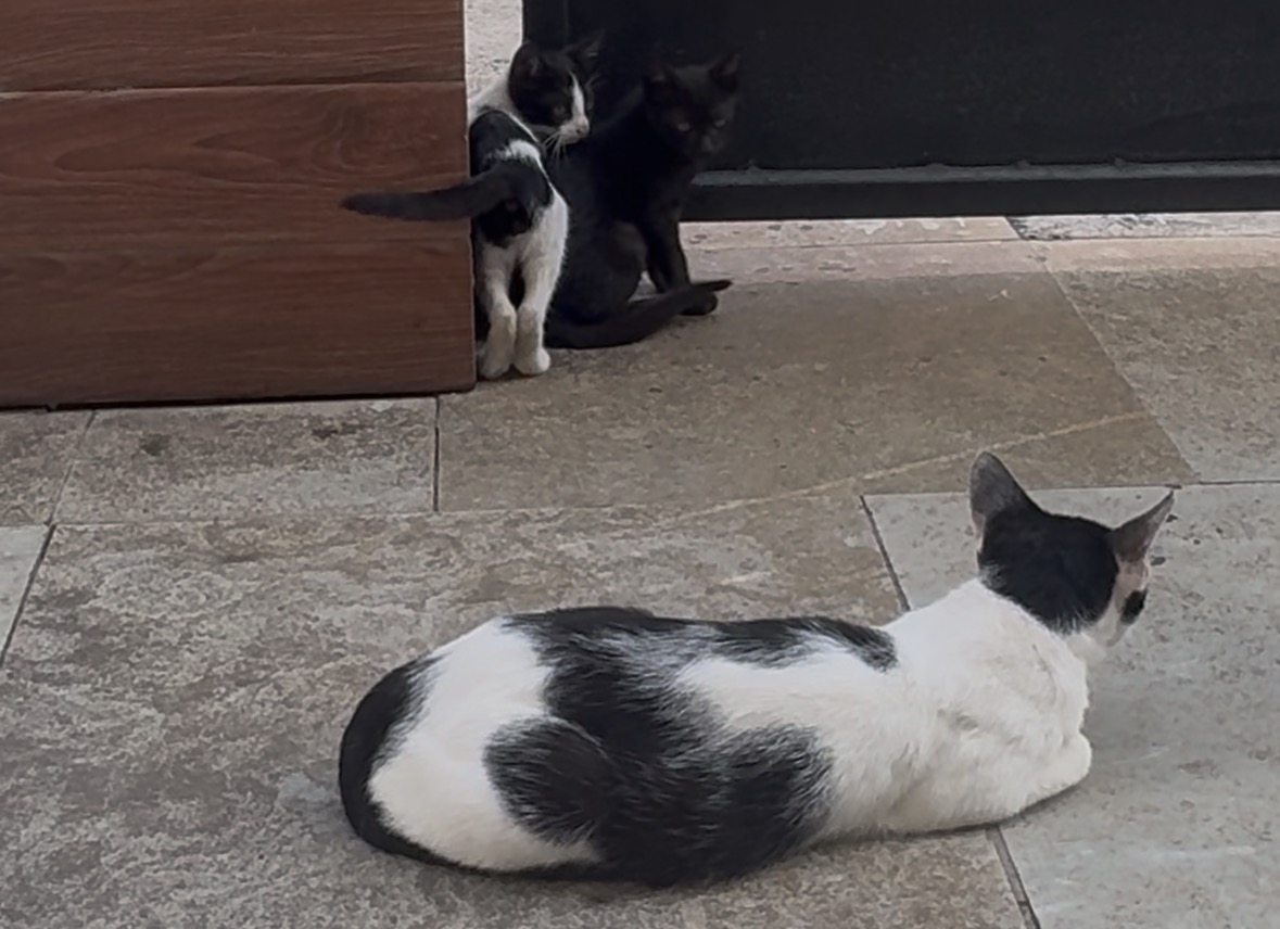 Cats
